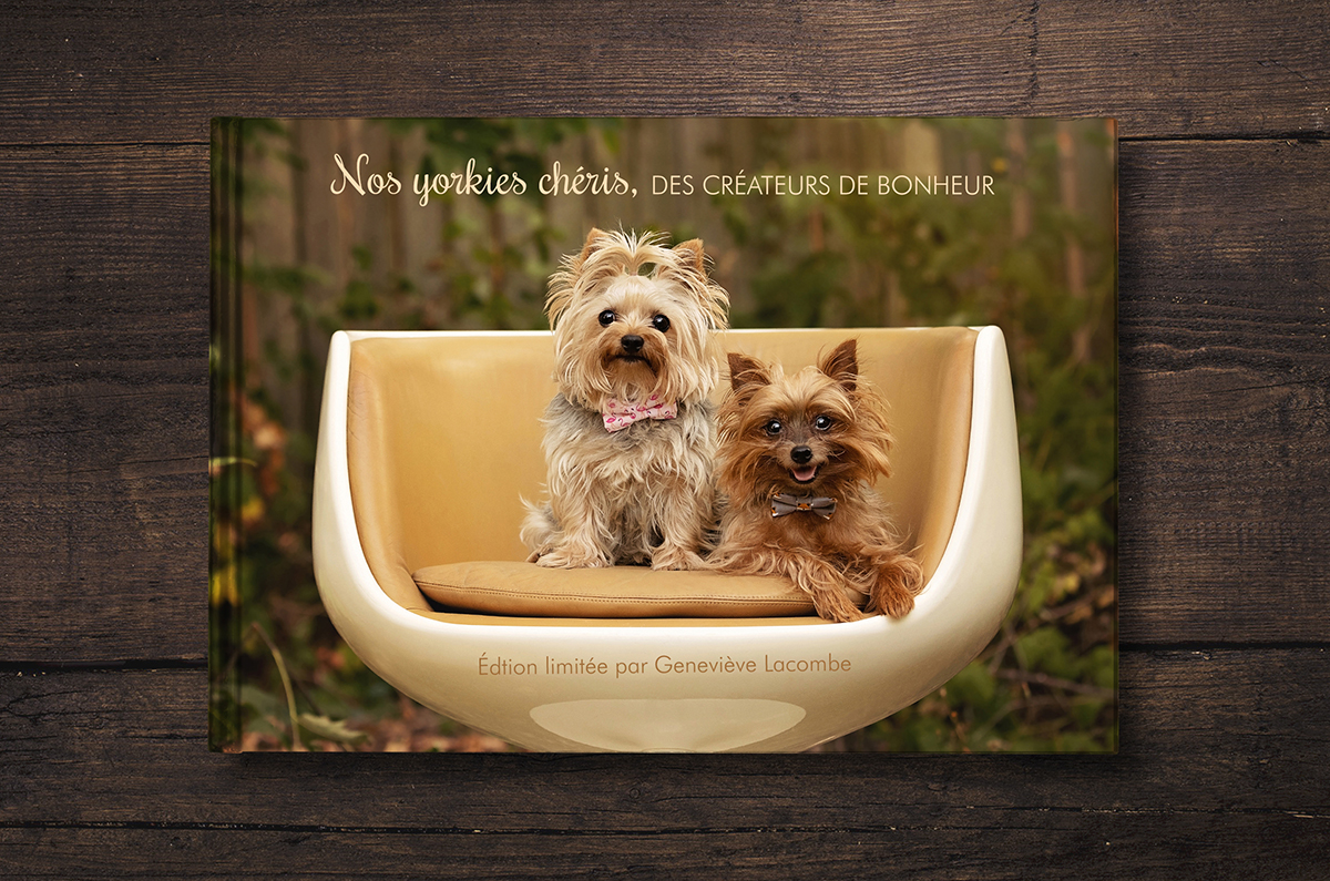 Yorkshire terrier dogs