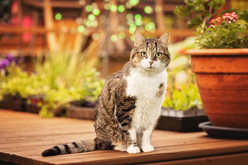 Photo chat âgé et malade à l'extérieur