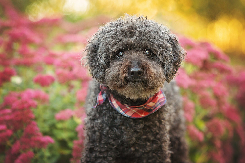 Photo vieux caniche âgé