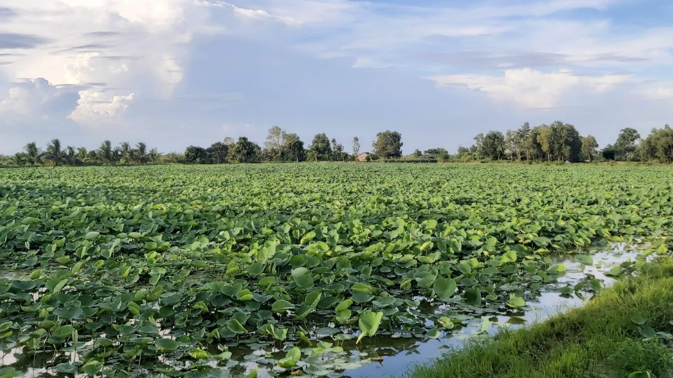 A long view of lily pads in the Mekong Delta, just south of Ho Chi Minh City