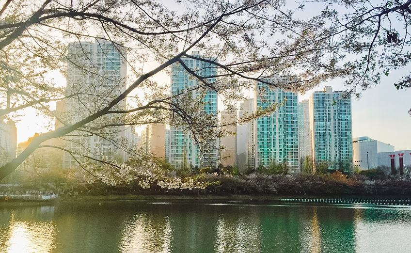 The Han River in Seoul, Korea at sunset in spring with high rise apartments and cherry blossoms