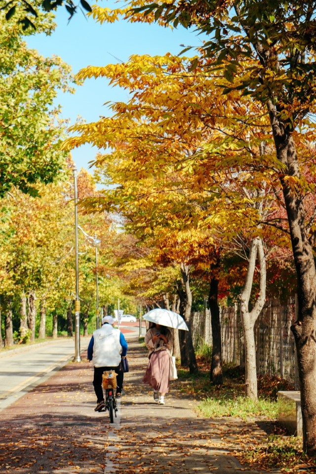 beautiful yellow and orange fall leaves in jeonju