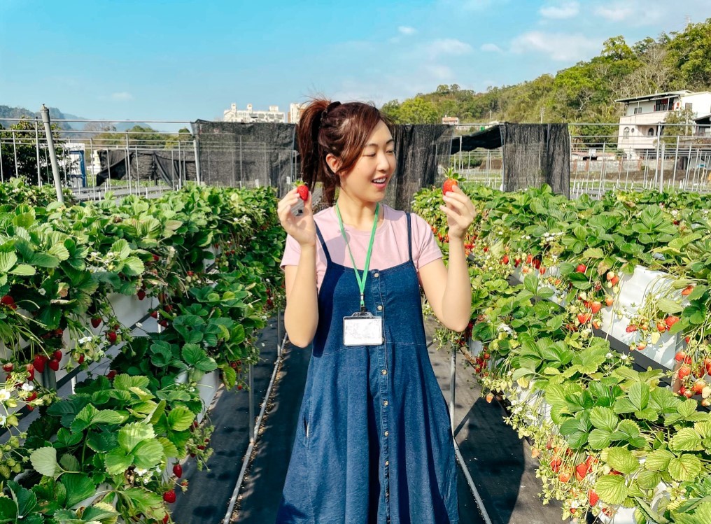 A female student in Taiwan picking strawberries on a class trip