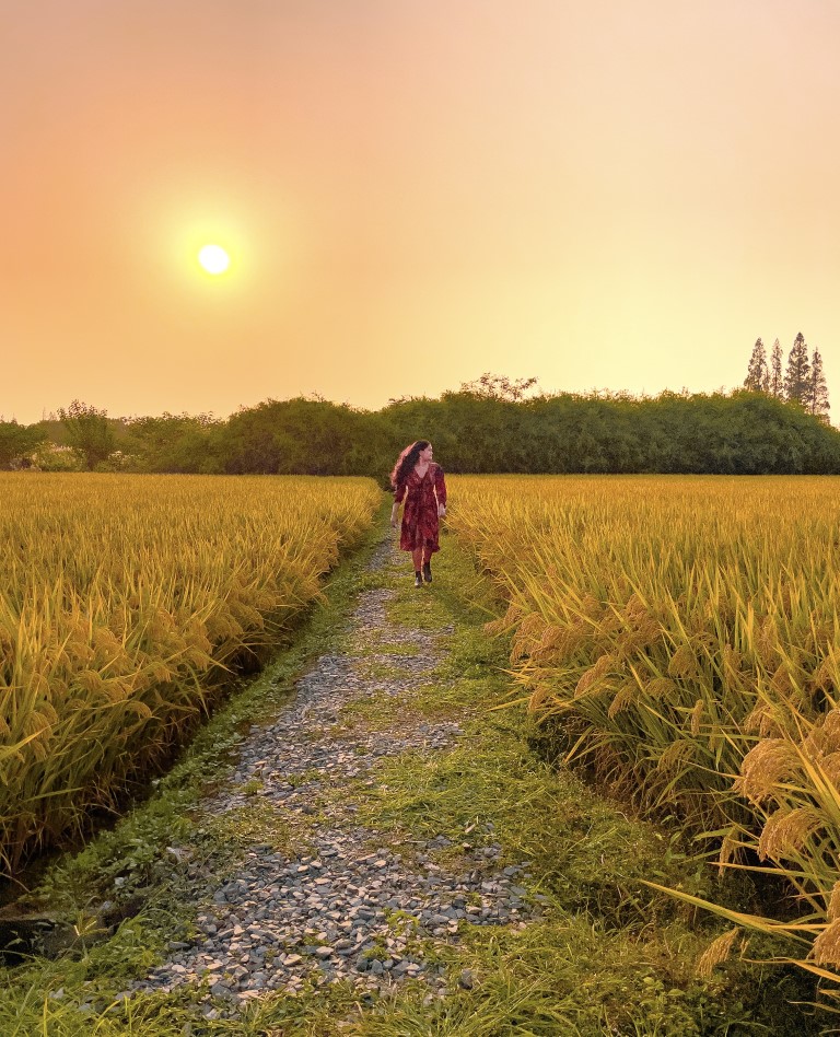 a woman walking through yellow rice fields at sunset wearing a red dress