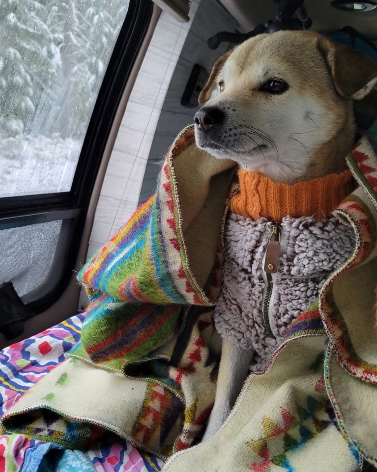 A dog looking out a snowy window wearing sweaters and blankets.