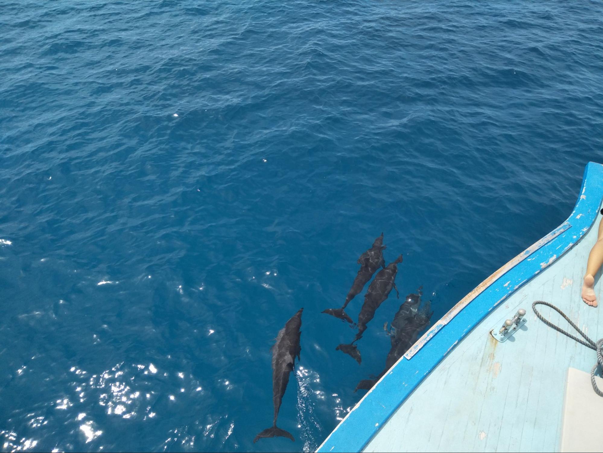 A small pod of dolphins swimming under a boat in clear blue water