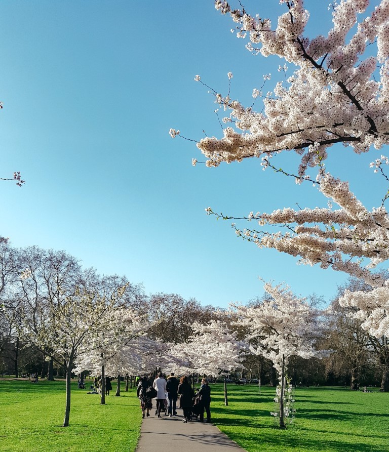 Cherry Blossoms in bloom on a sunny day in a park in London