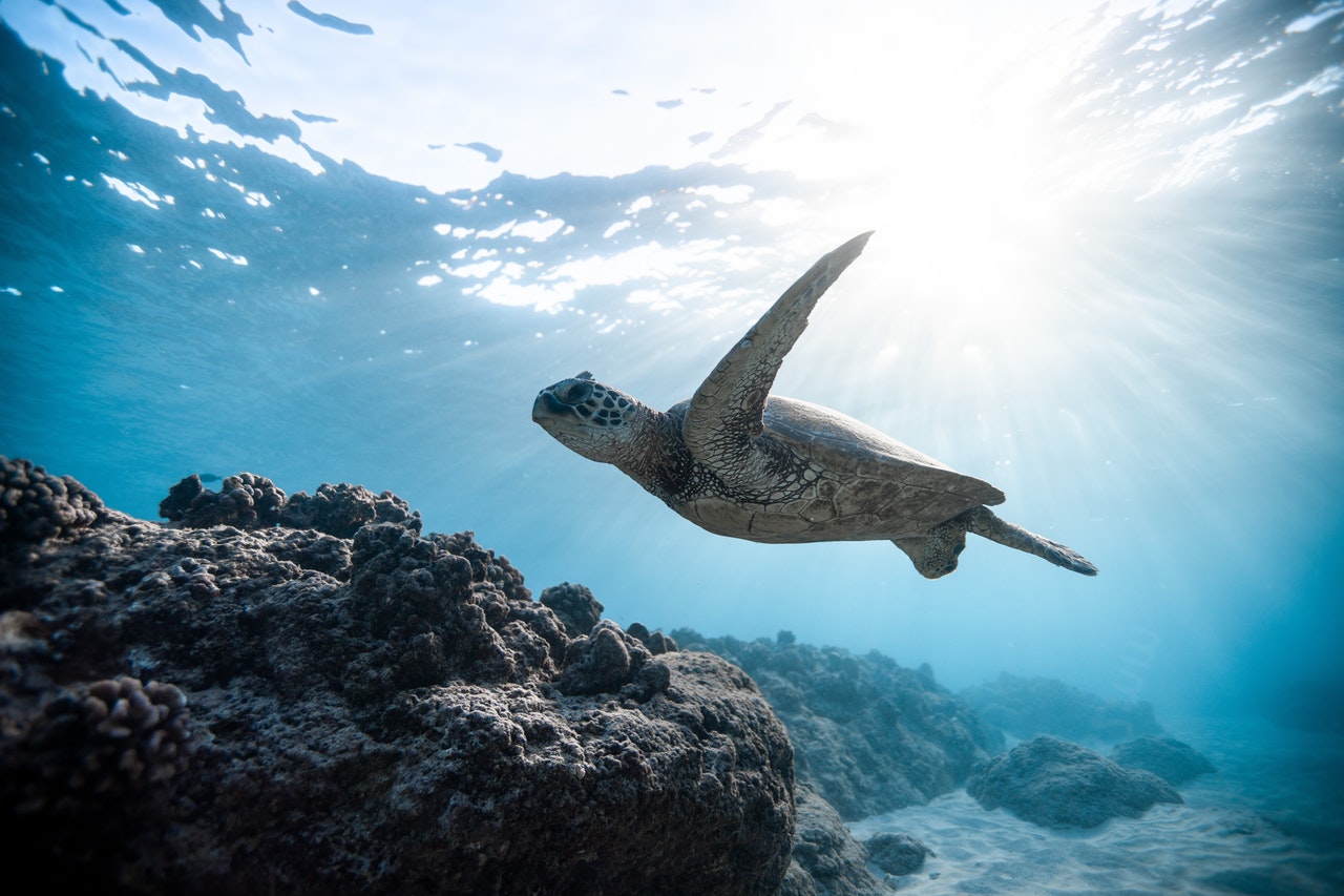 an underwater picture of a turtle swimming near the shore