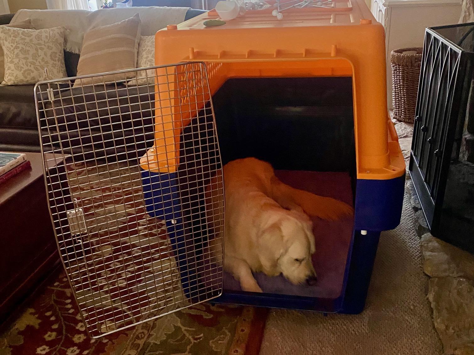 Charlie getting accustomed to his PP100 travel crate