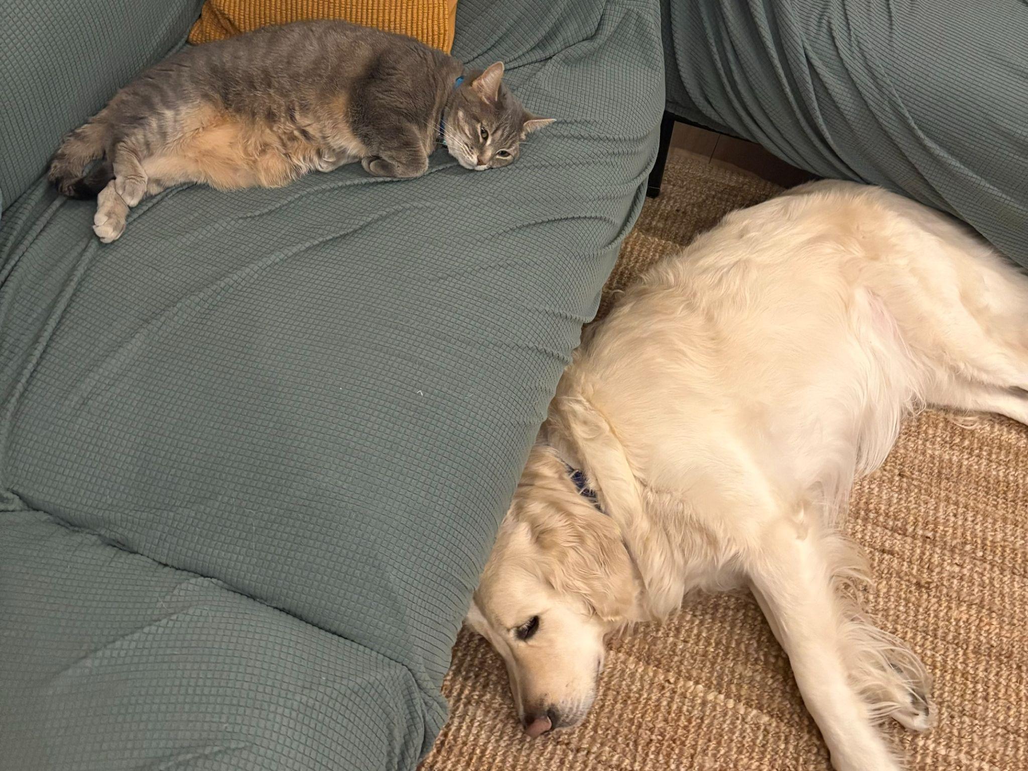 Charlie and Spud taking a nap at our apartment in Madrid