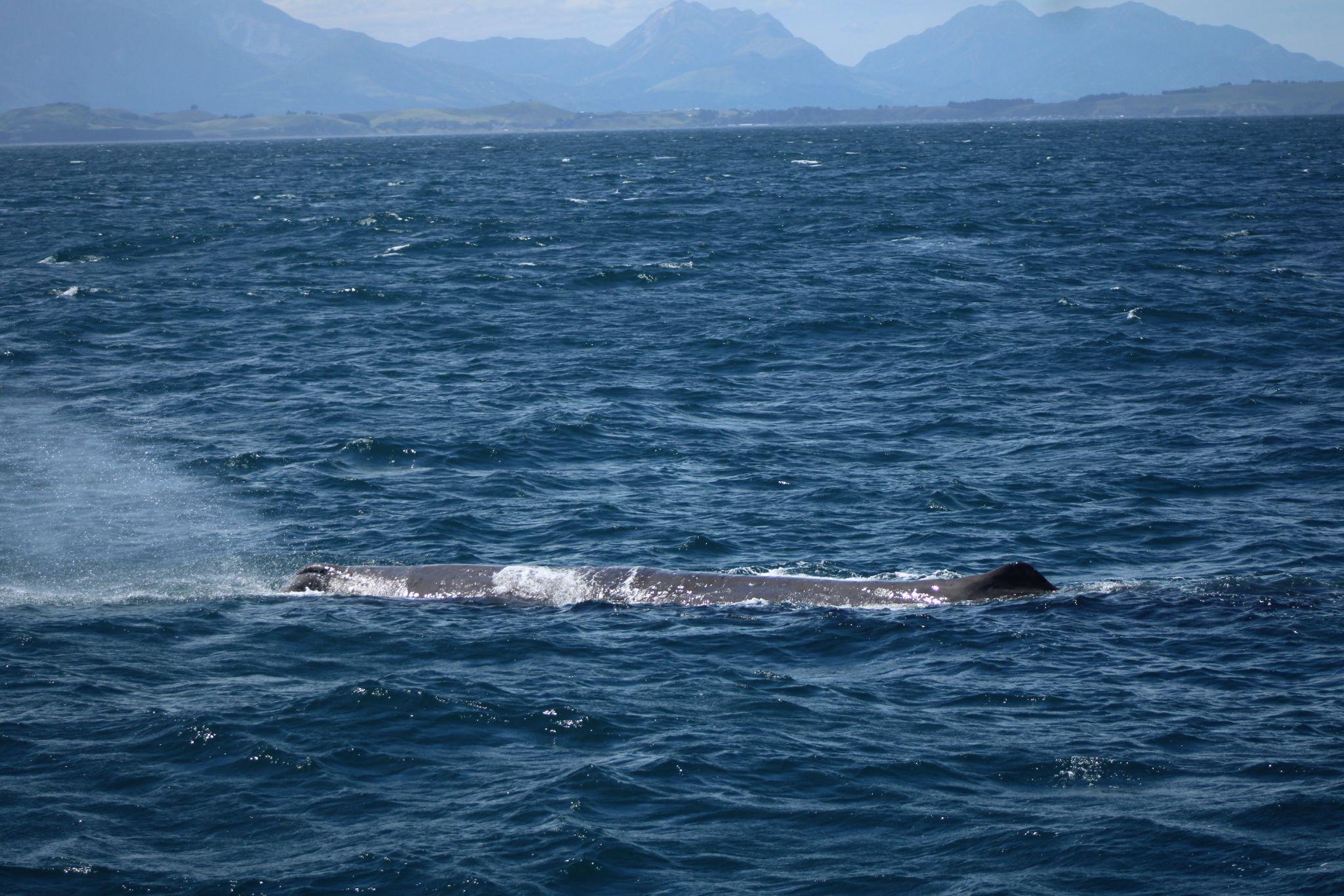 A giant sperm whale in Kaikoura