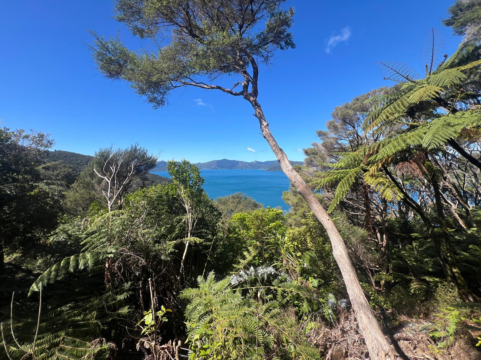The top of the south island has a sub-tropical vibe!