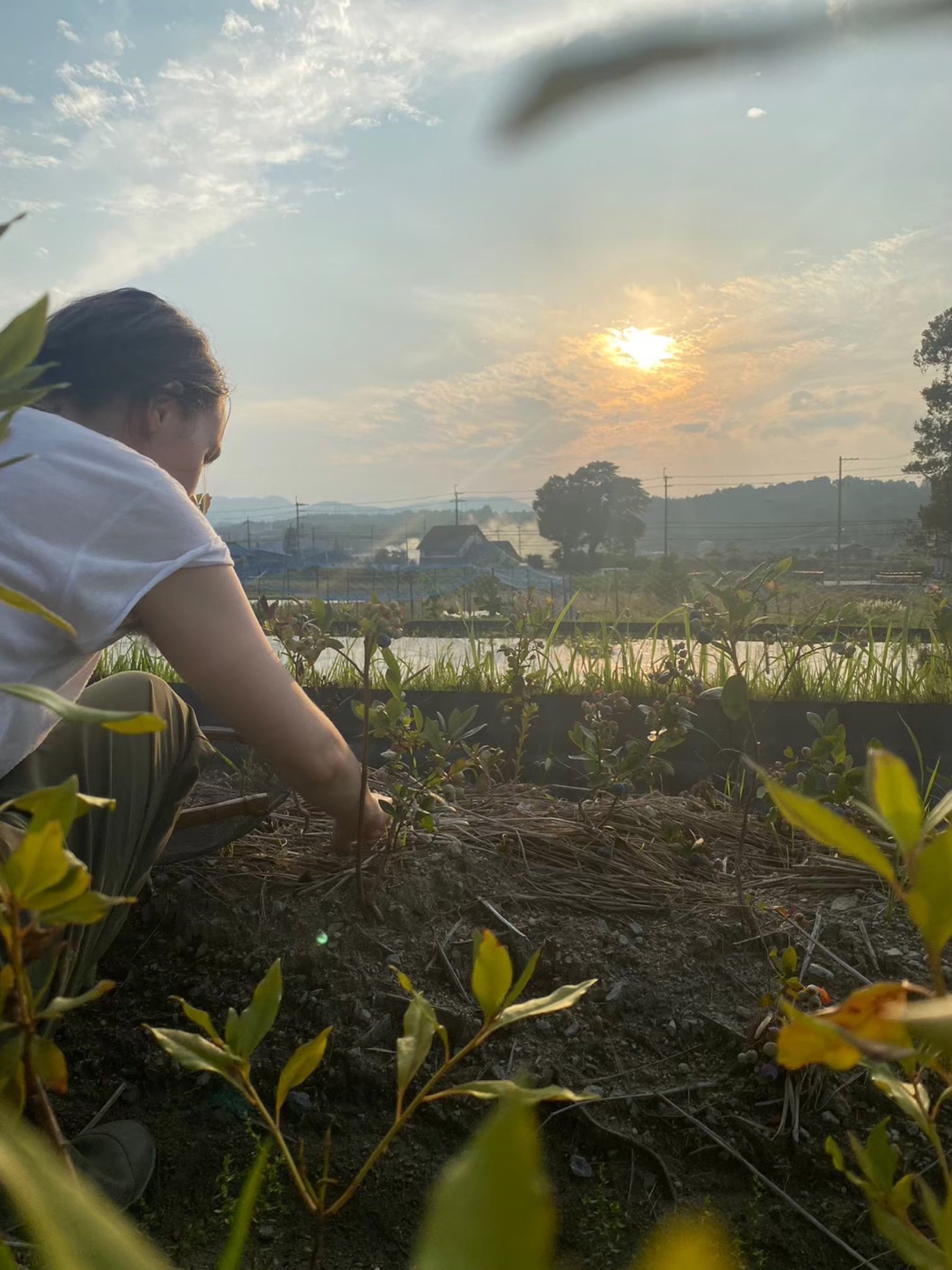 Robyn picking blueberries at sunset with rice paddies behind her.