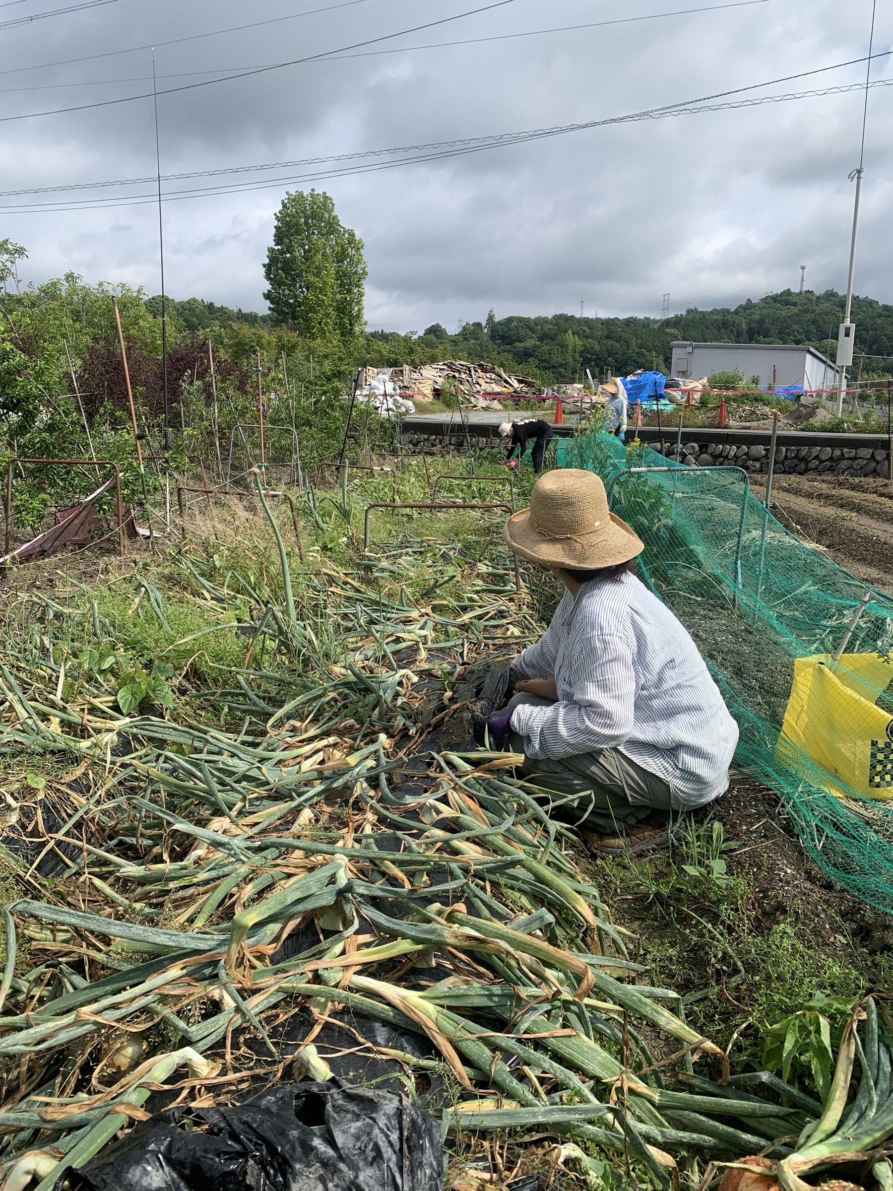 A woman in a straw hat kneeling among harvested onions in a vegetable field.