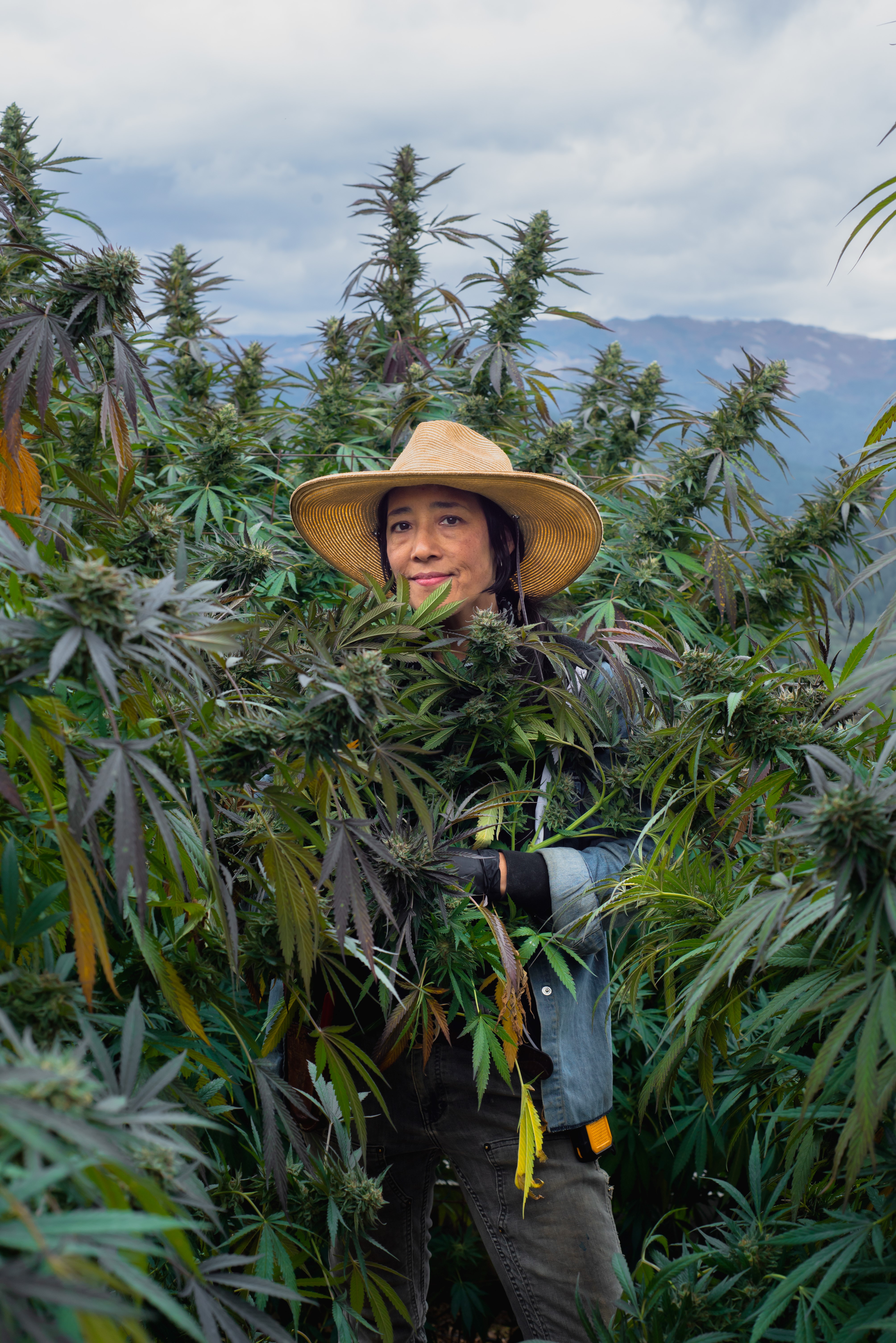 Tina Gordon of Moon Made Farms harvesting sungrown cannabis plants in Humboldt County’s Emerald Triangle.