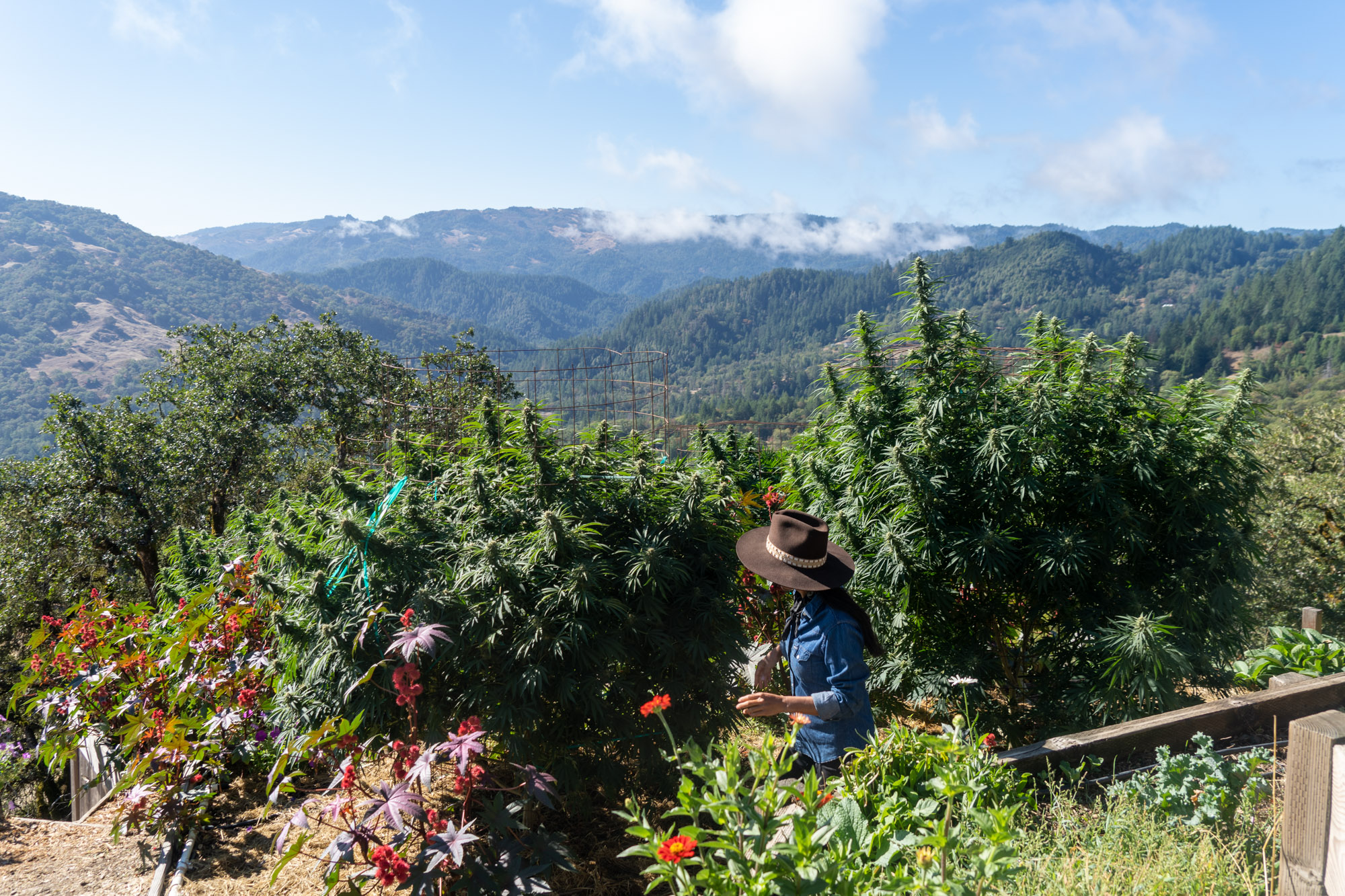 Tina Gordon walking through Moon Made Farms’ sungrown cannabis garden in Humboldt County.