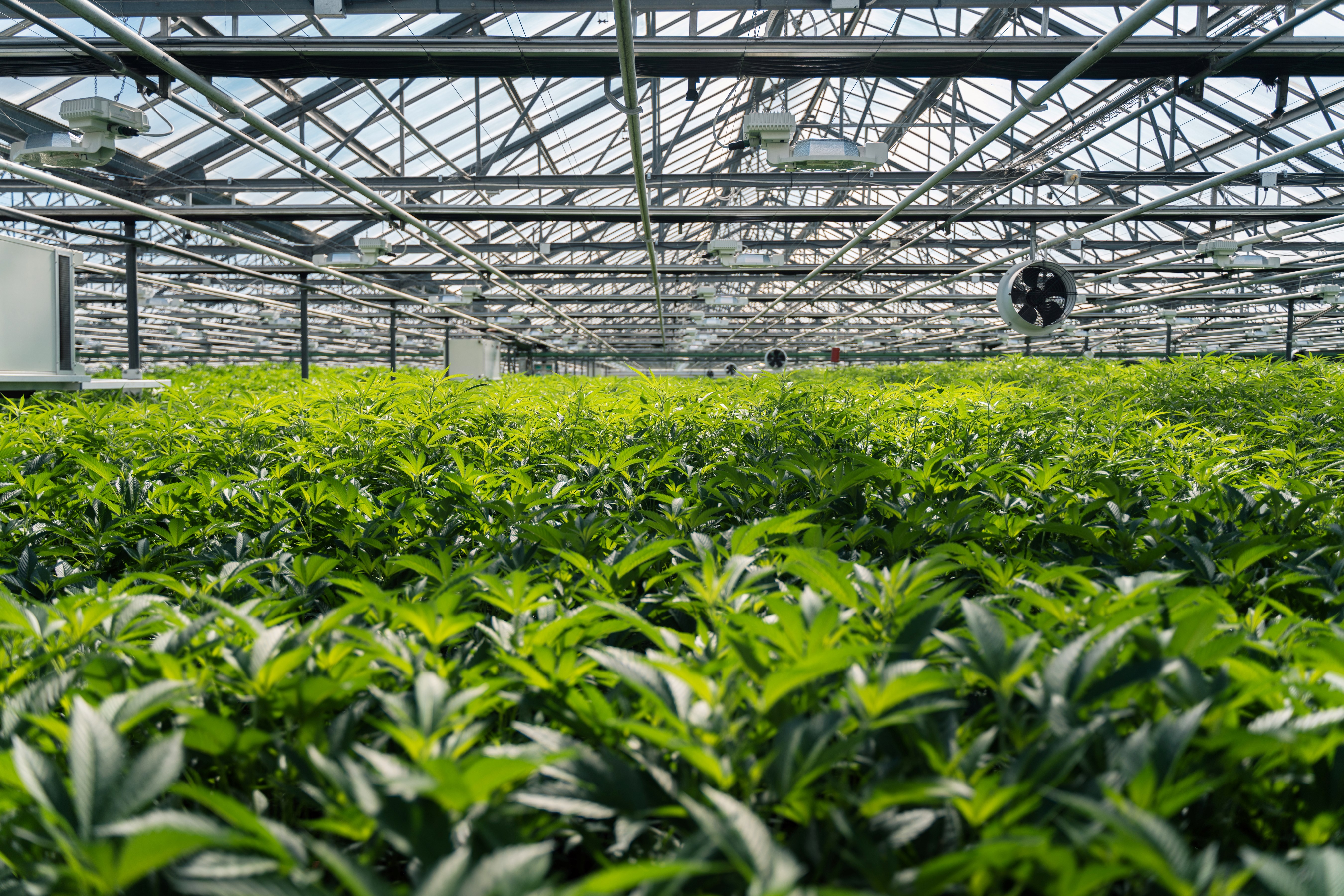 An individual product card on the Nabis Marketplace