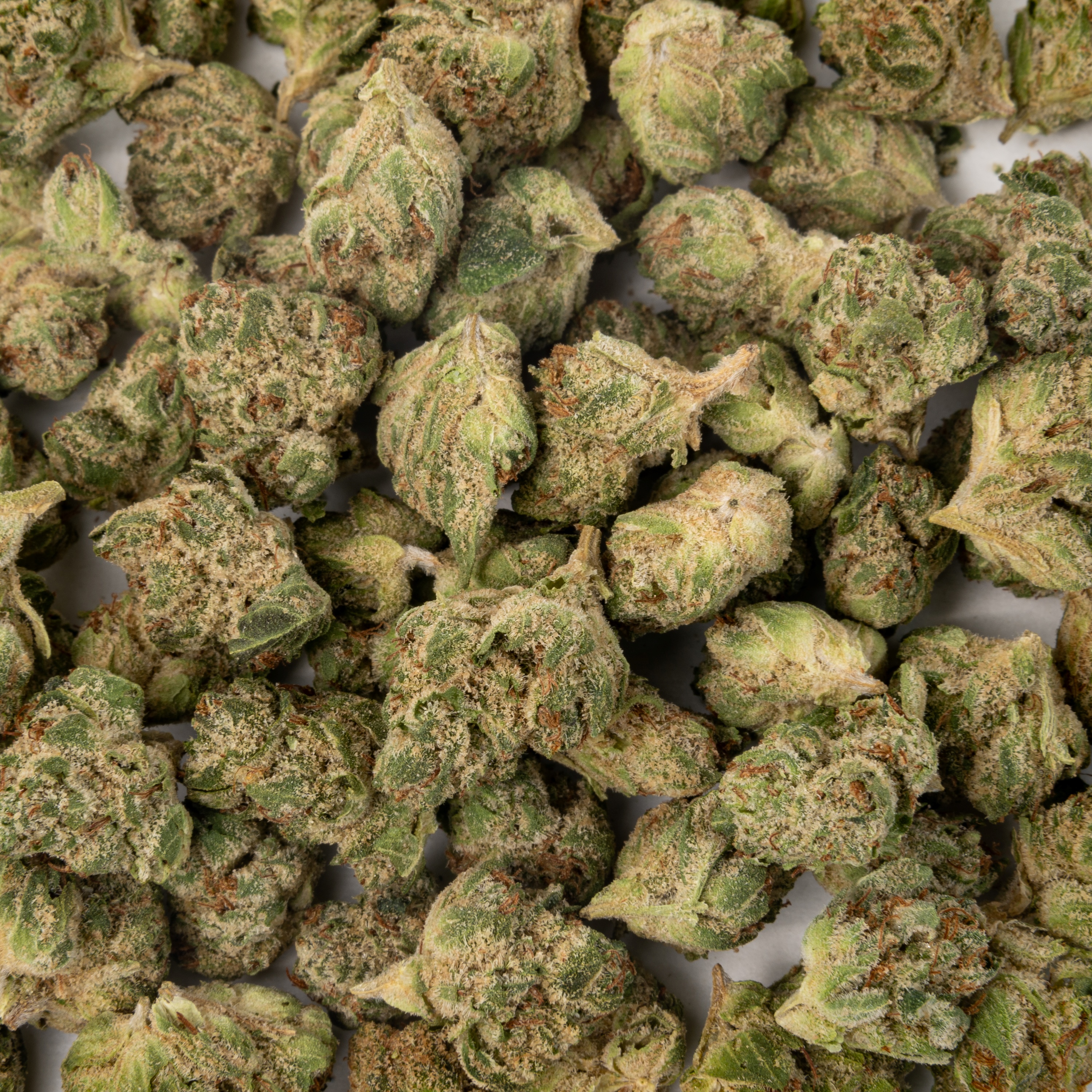 An overhead macro-style photo of Time Machine Greenhouse Hydroponic Cannabis flower in the Strawberry Cough strain, spread across a white background. The image shows dozens of small to medium-sized dried cannabis buds filling the entire frame. The nugs are compact and dense, displaying a range of medium to olive greens with visible rusty orange and amber pistils throughout. The buds are generously coated in cream and tan-colored trichomes, giving them a frosted, slightly sandy appearance. The uniform spread and clean white background suggest a professional product photography setup.