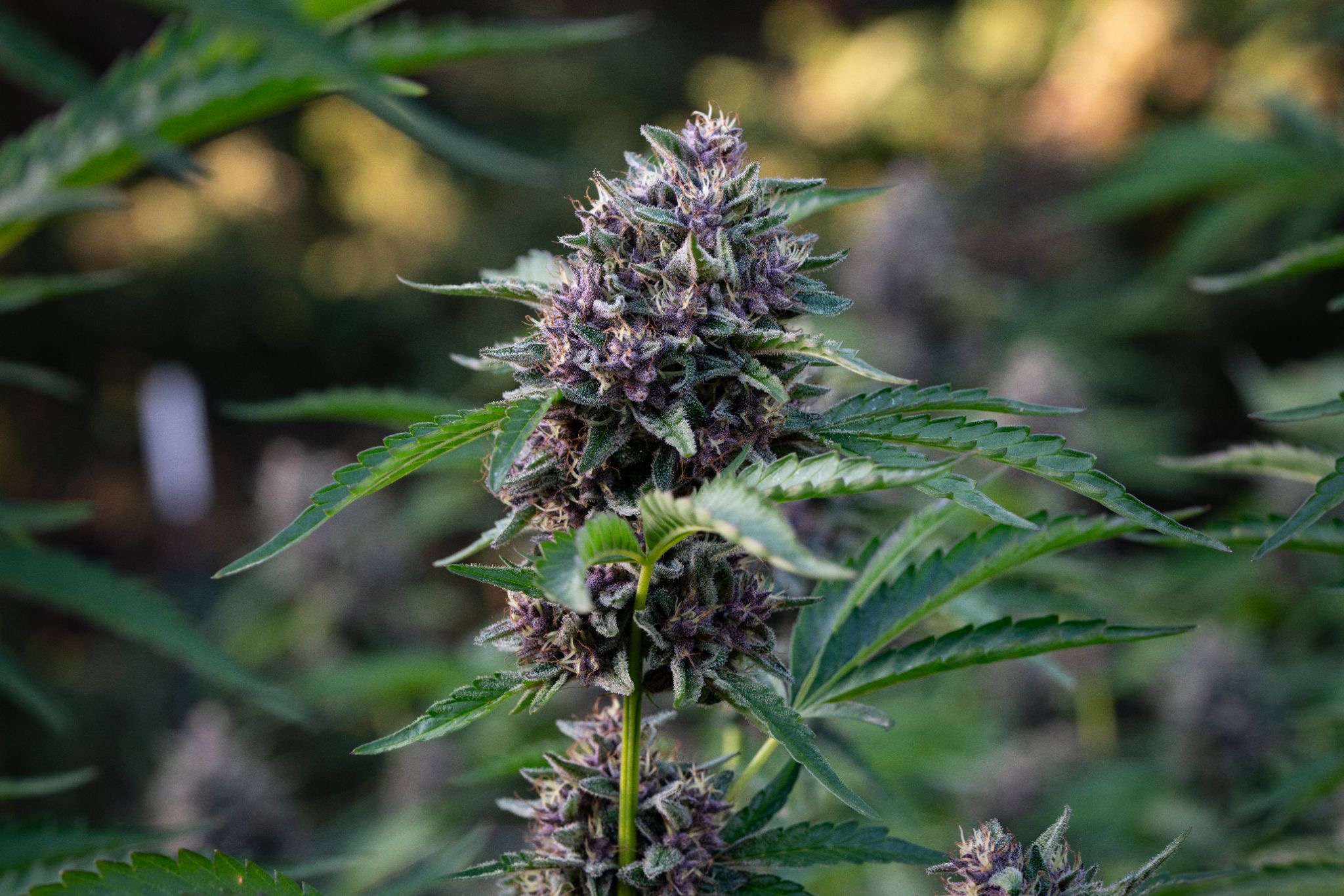 Closeup shot of Humboldt Family Farms Grapelicious purple nug on the plant, a top selling strain for the company