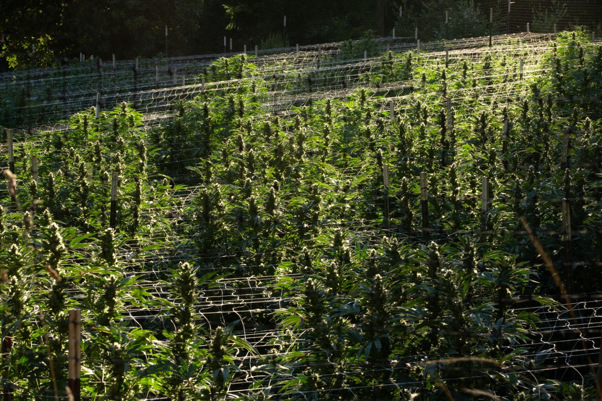 Rows of trellised sungrown cannabis plants growing on a sloped Humboldt County farm, backlit by afternoon sun.