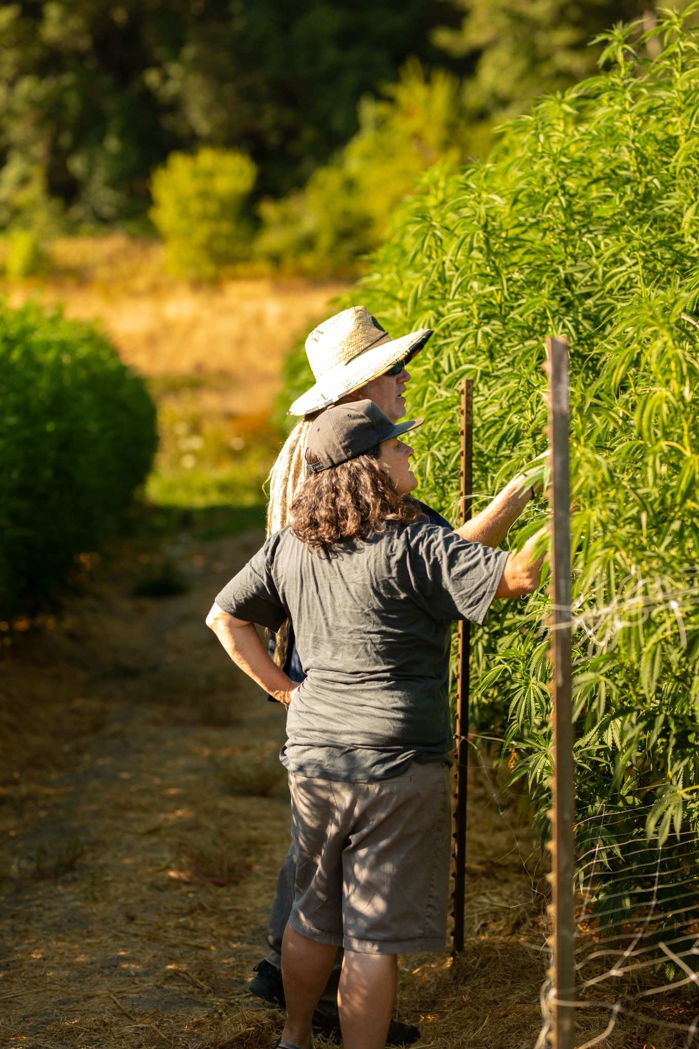 Amy Neukom (foreground) and Scott Vasterling (background) tending and tying up a row of outdoor cannabis plants at Neukom Family Farm, a Humboldt Family Farms partner farm. 