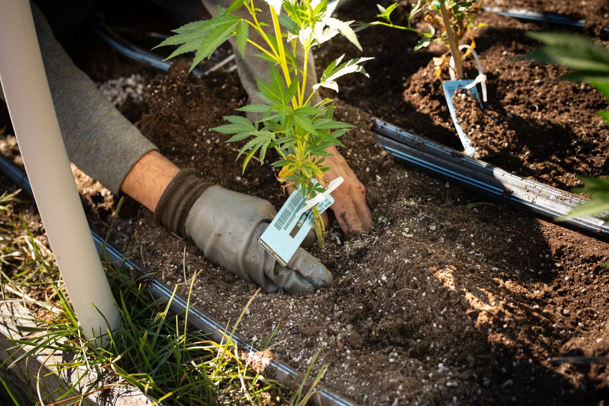 A farmer's gloved hands planting a tagged cannabis clone into soil at a Humboldt sungrown cultivation site.