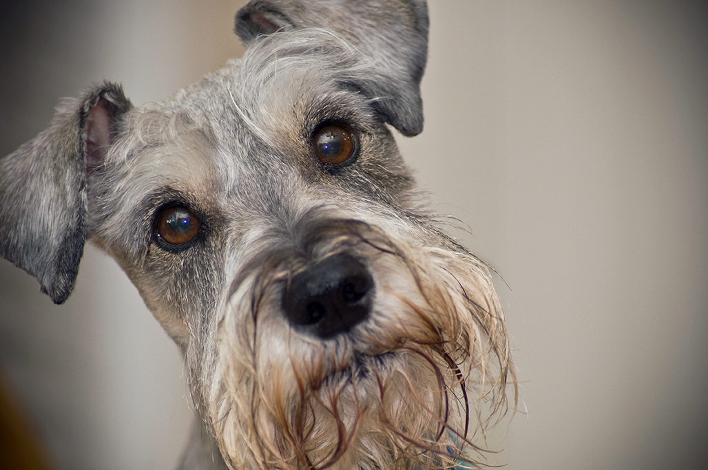 Close-up of a curious gray and white Schnauzer dog with expressive brown eyes and a scruffy beard.
