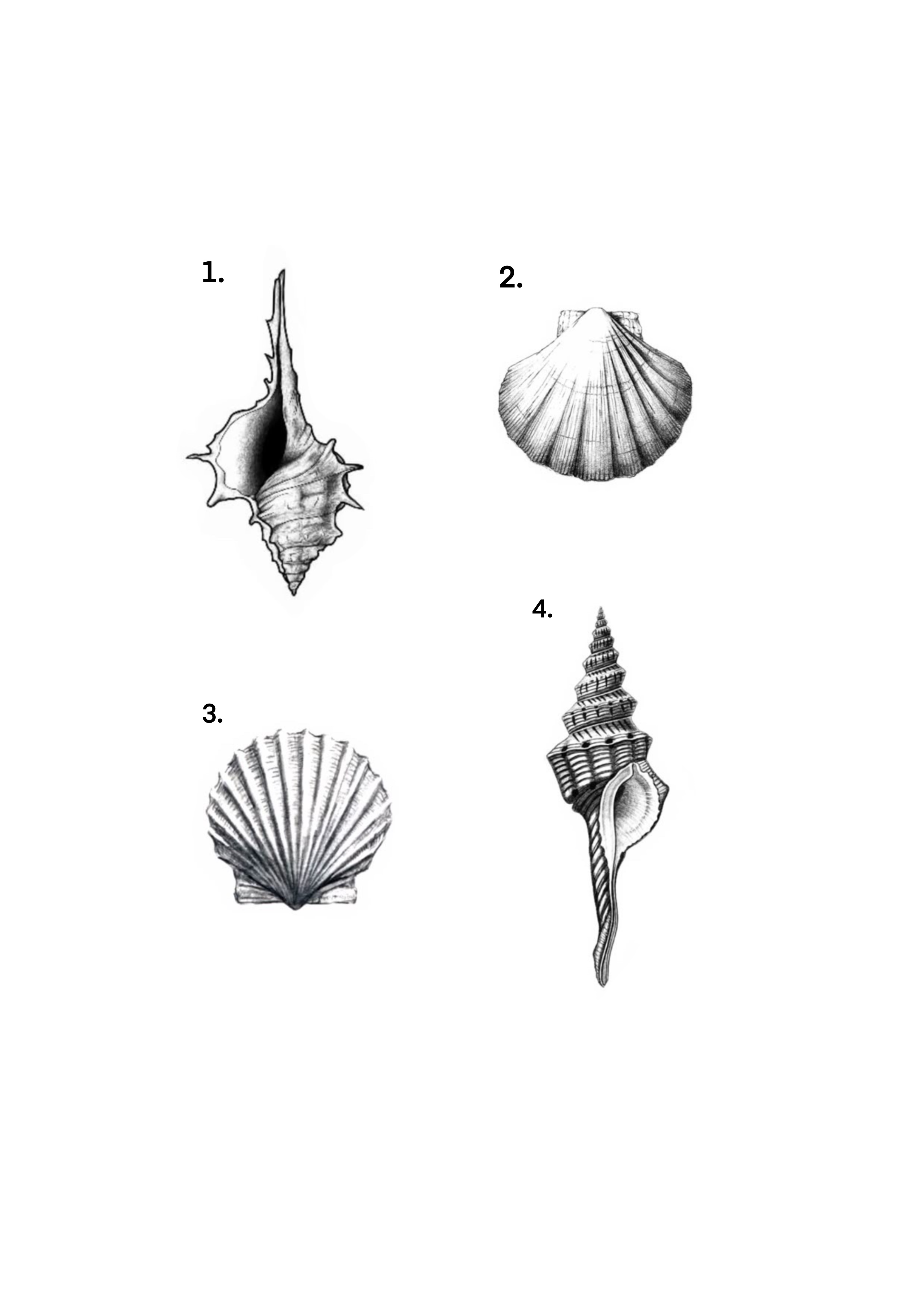 Tarik Seashell tattoos