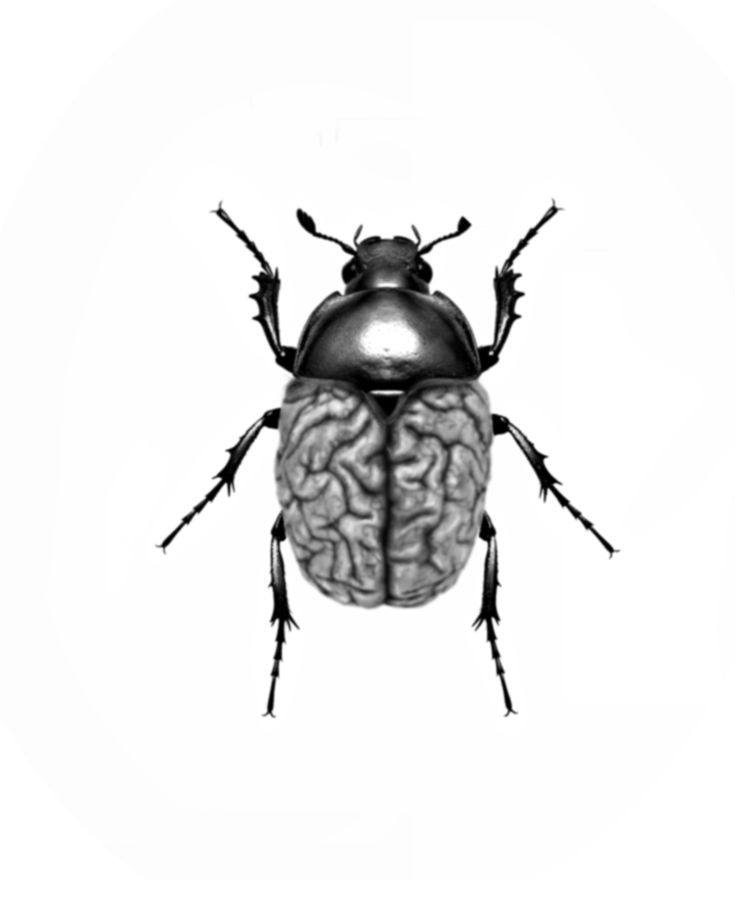Christina Brain Beetle
