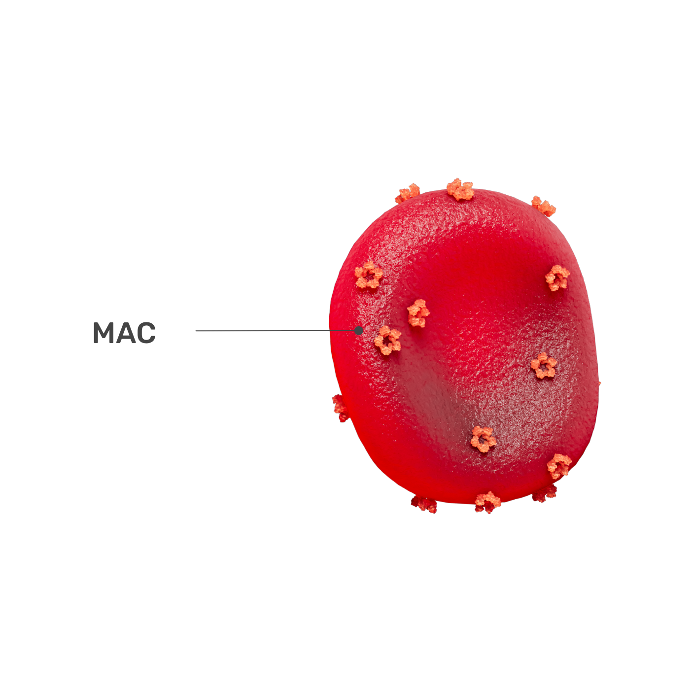 A 3D image of a red blood cell beginning to burst