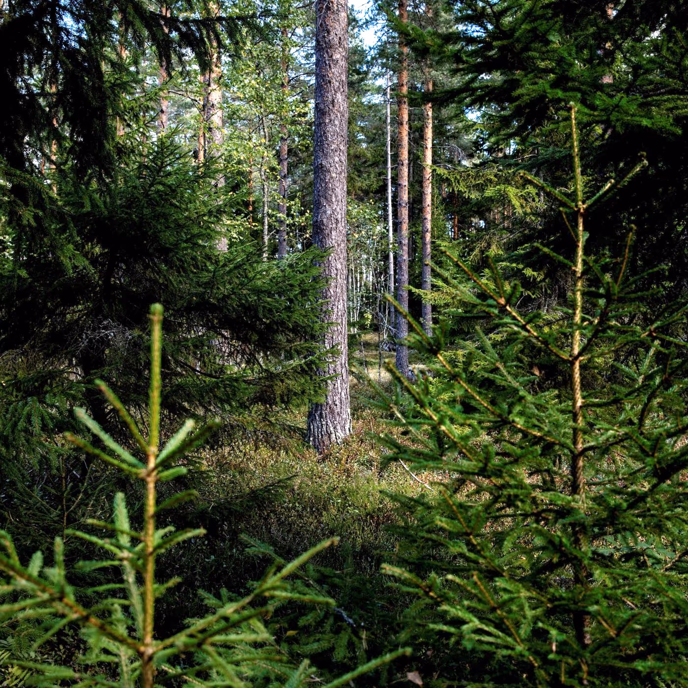 Periaatekuvaus jatkuvastakasvatuksesta. Kaksi palkkikaaviota, joissa vertaillaan jakautumista ja puustotyypin osuutta.