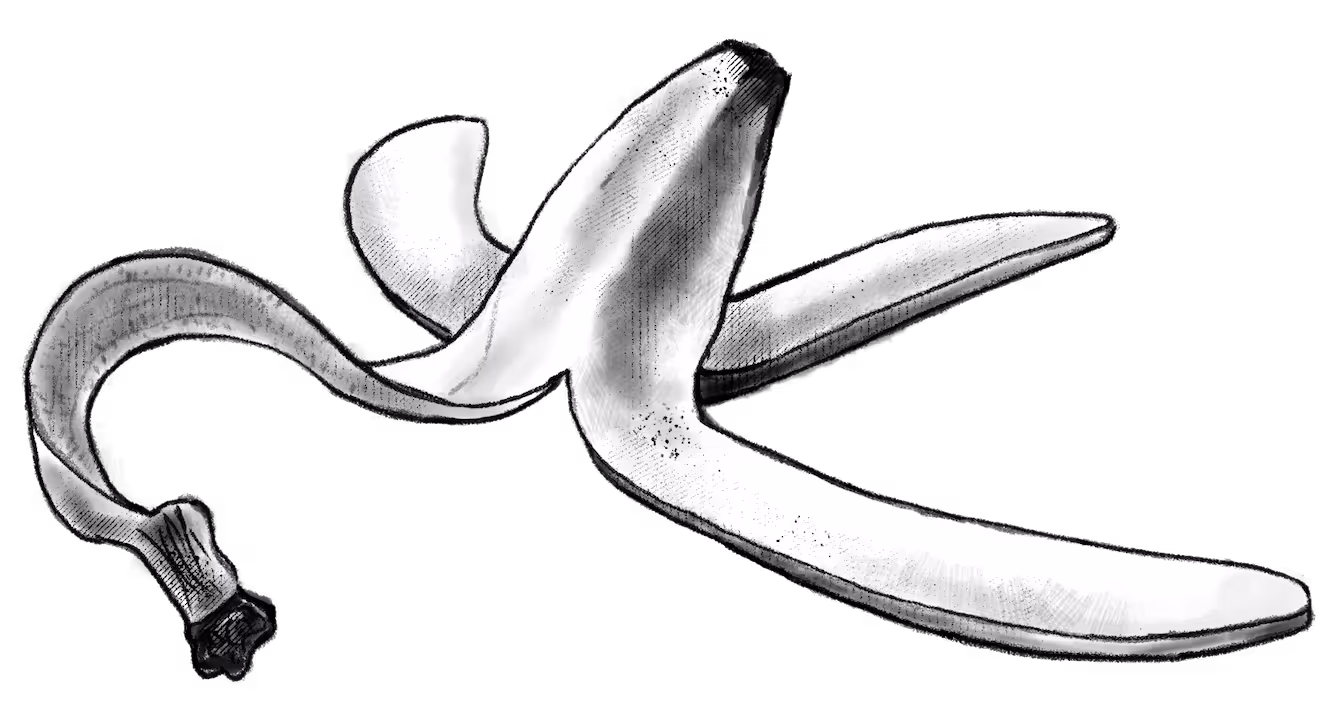 Drawn Banana Peel