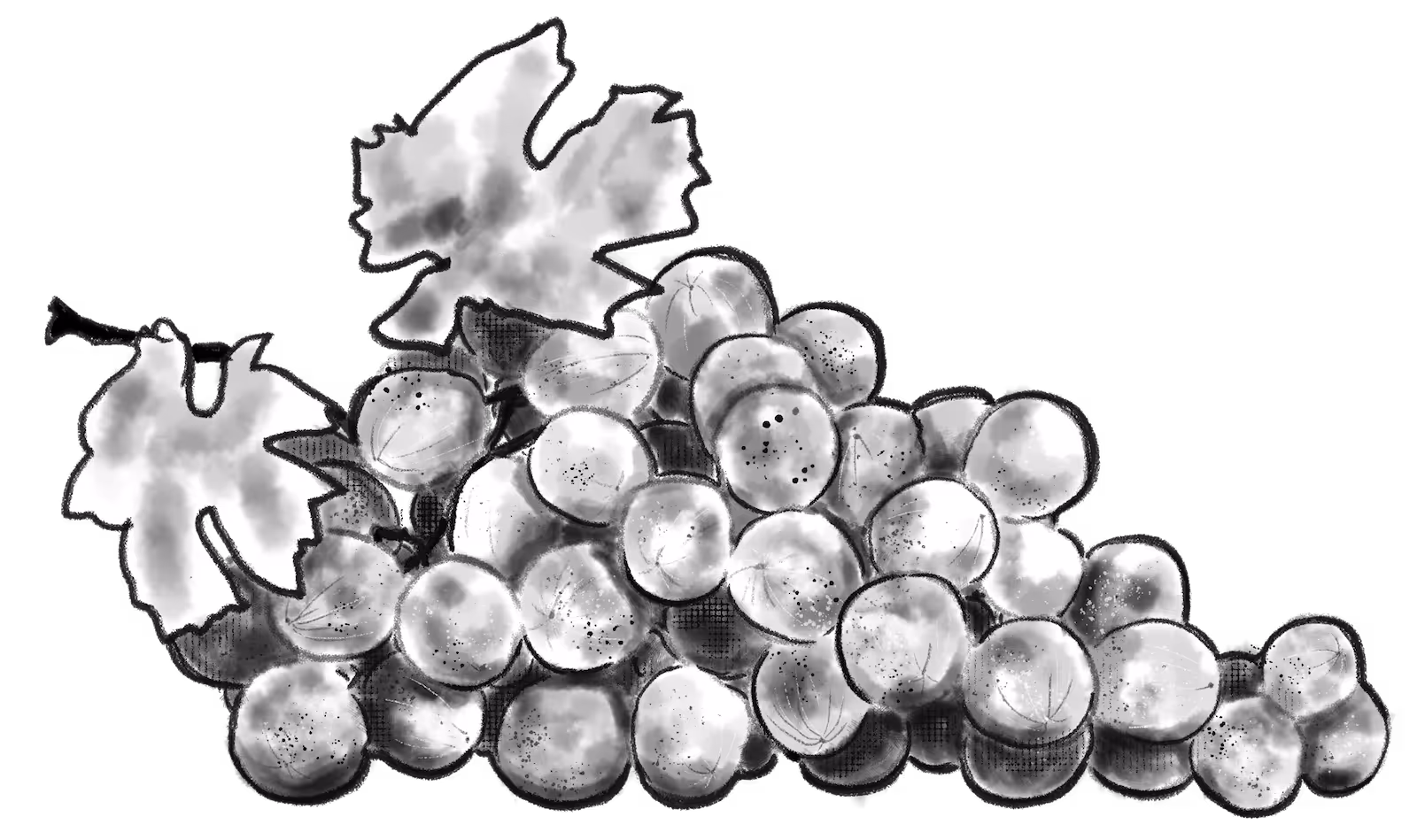 Drawn Grapes