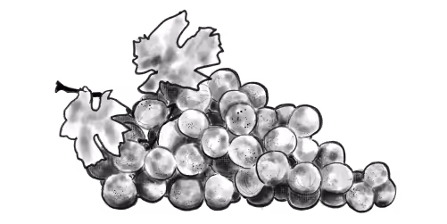 Compostable Illustrated grapes