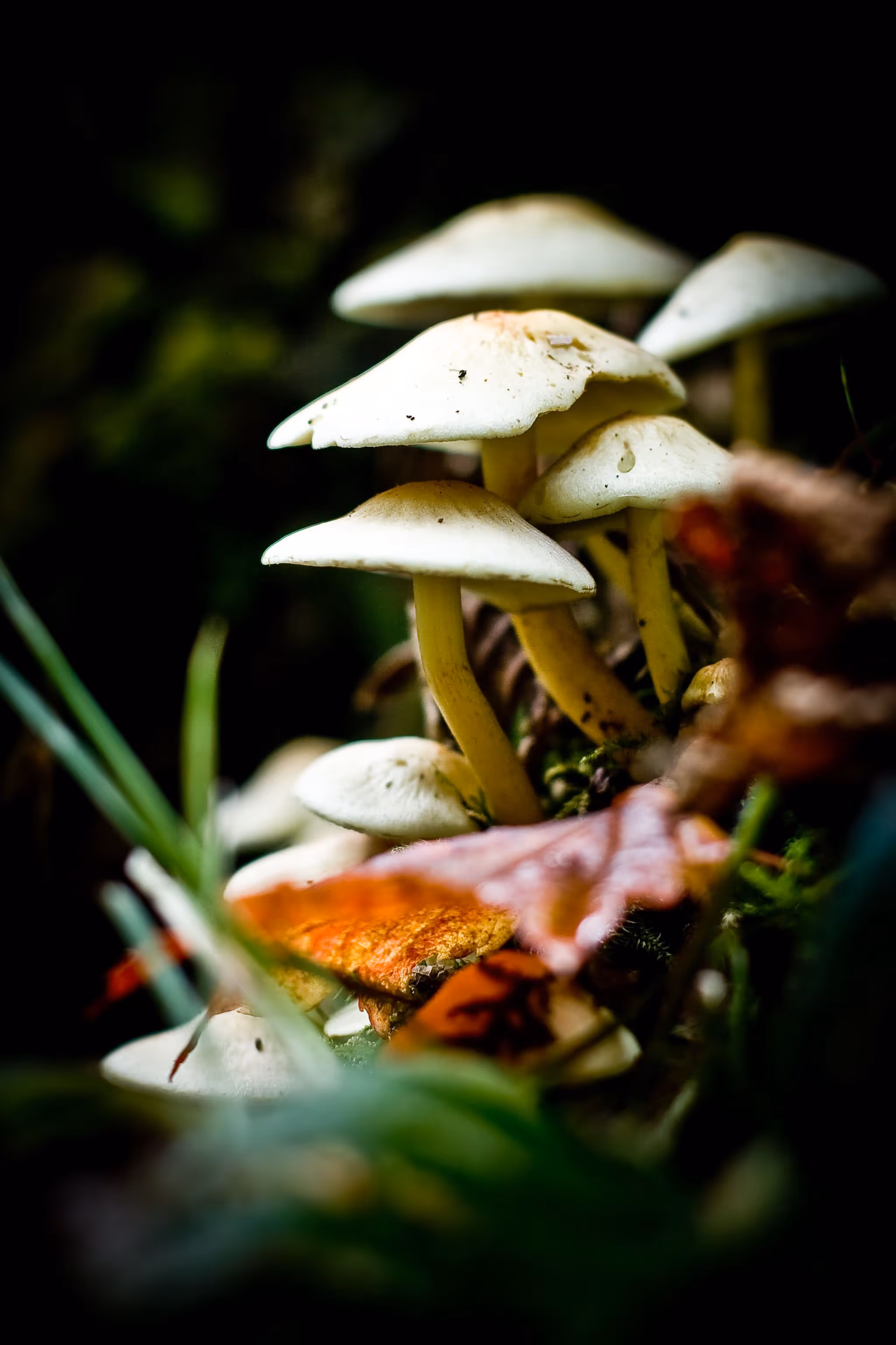 Mushrooms - Daniel Berman Photograhy