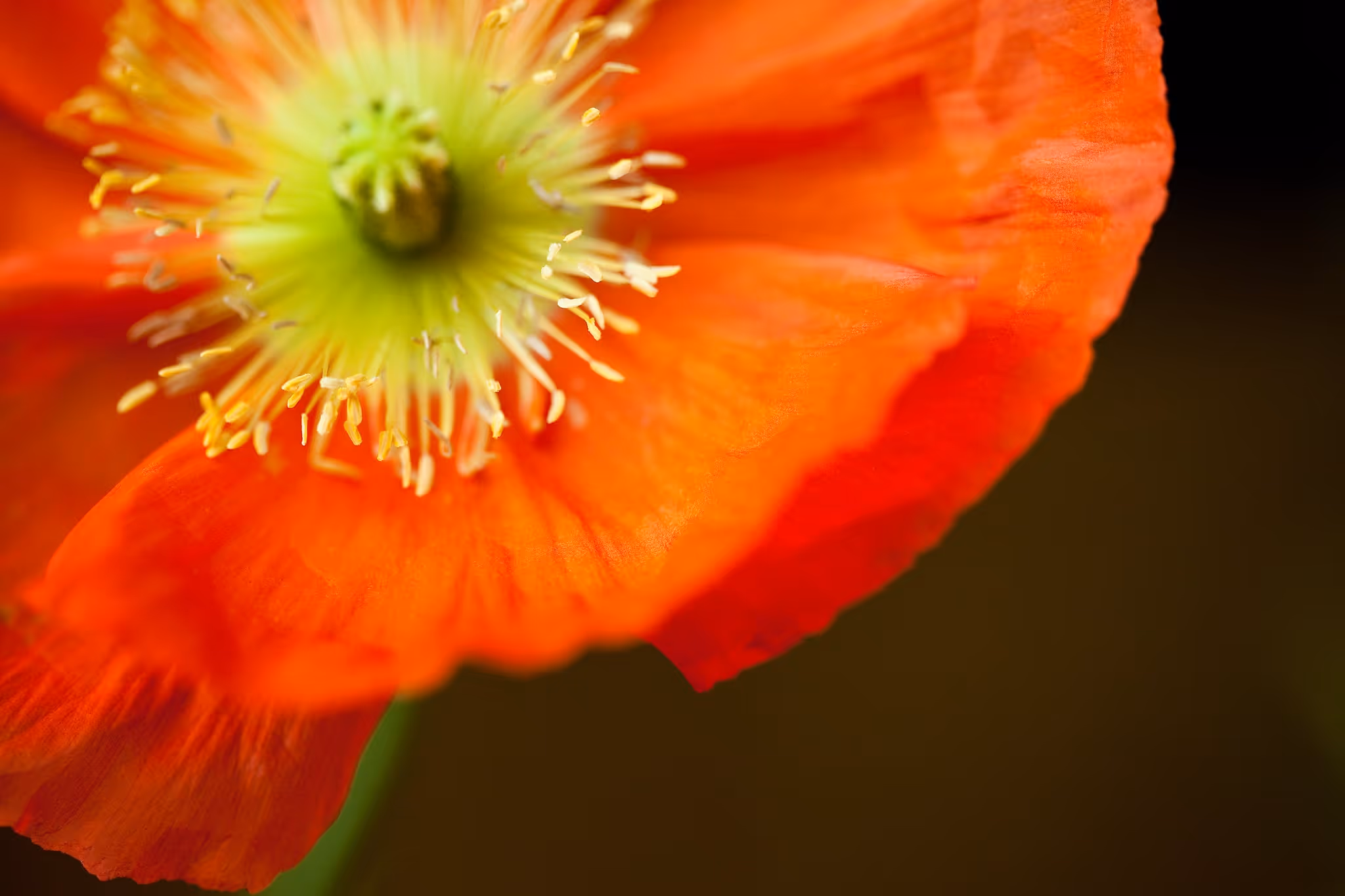 Poppy - Daniel Berman Photograhy