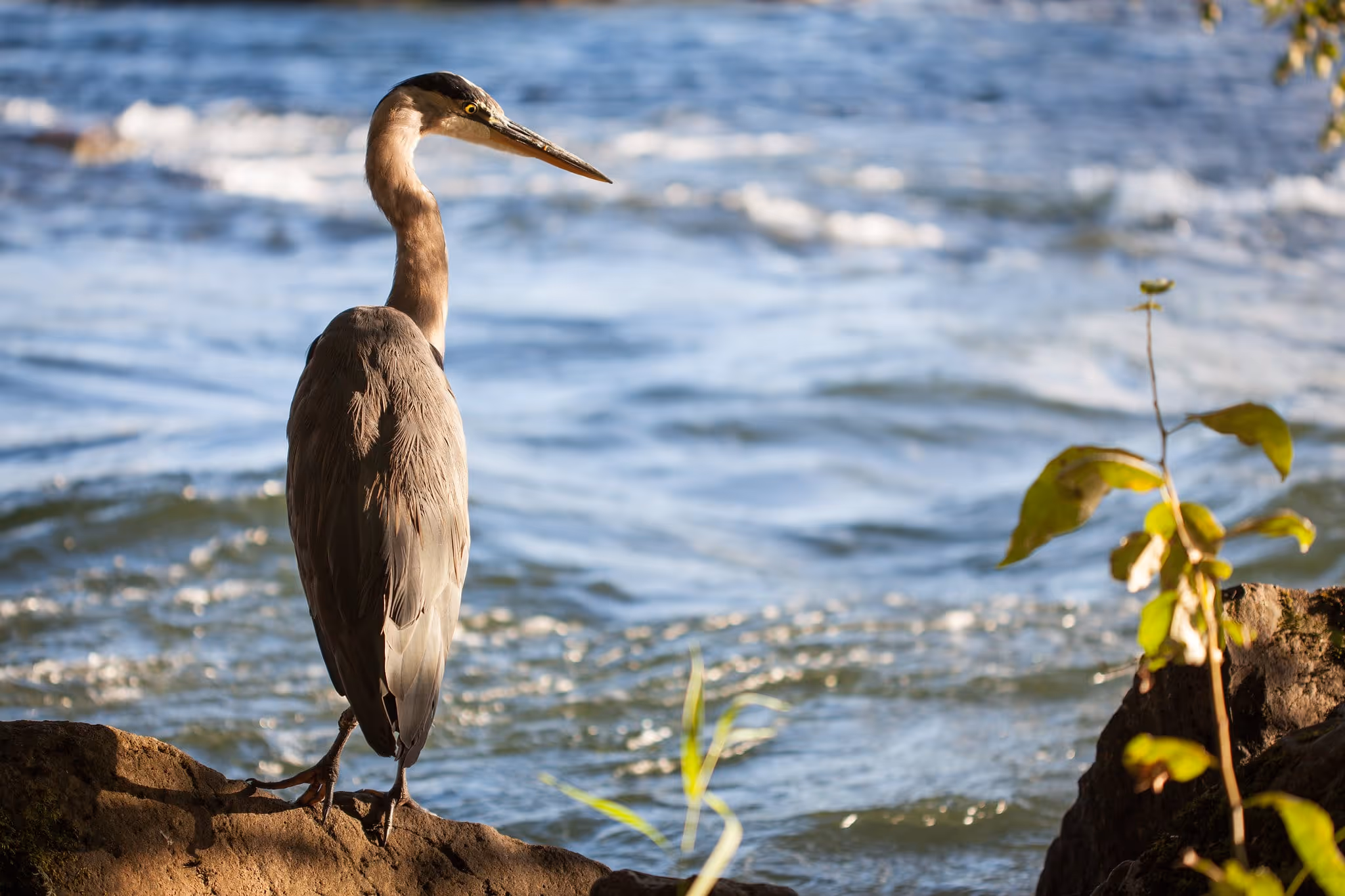 Heron - Daniel Berman Photograhy