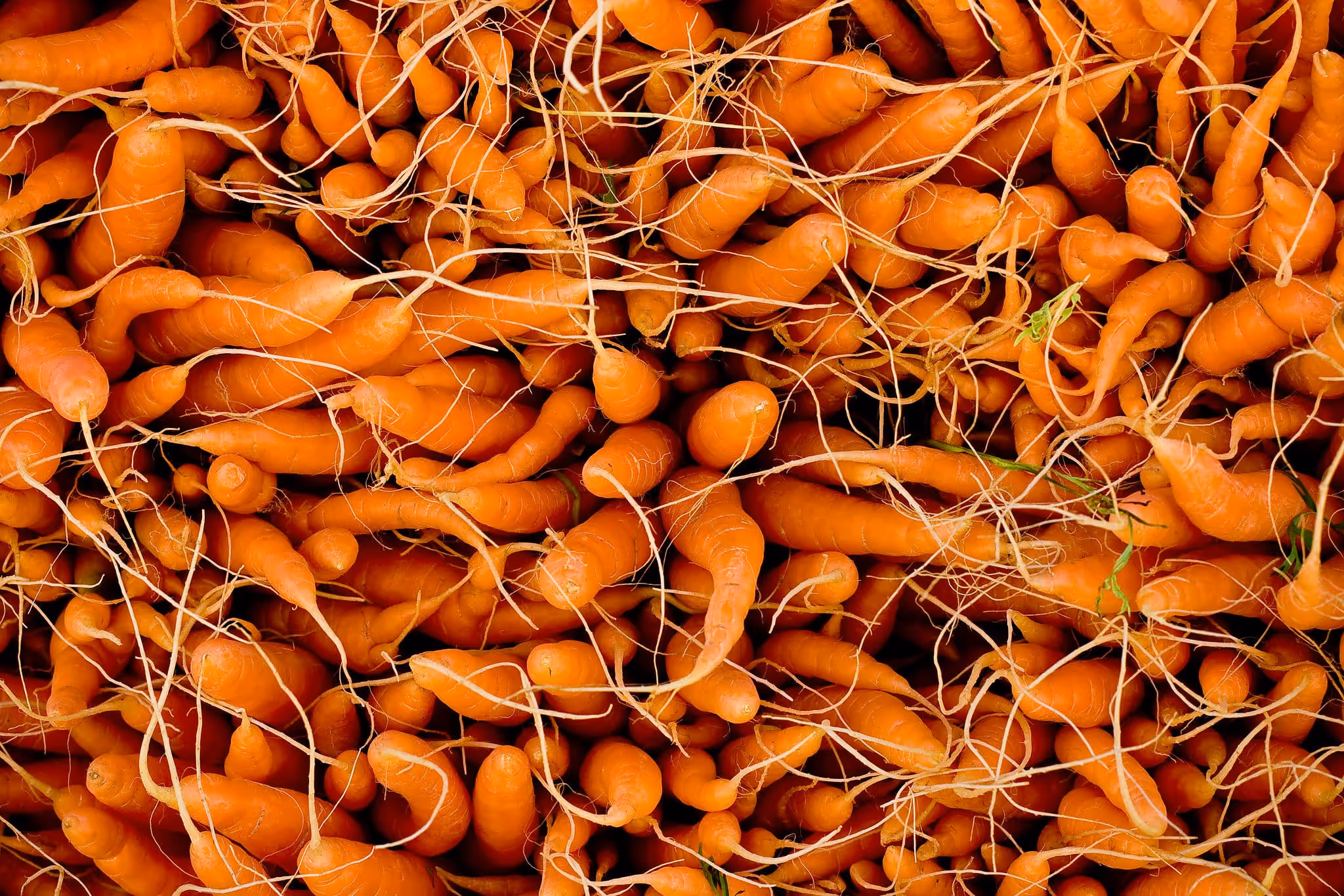Carrots - Daniel Berman Photograhy