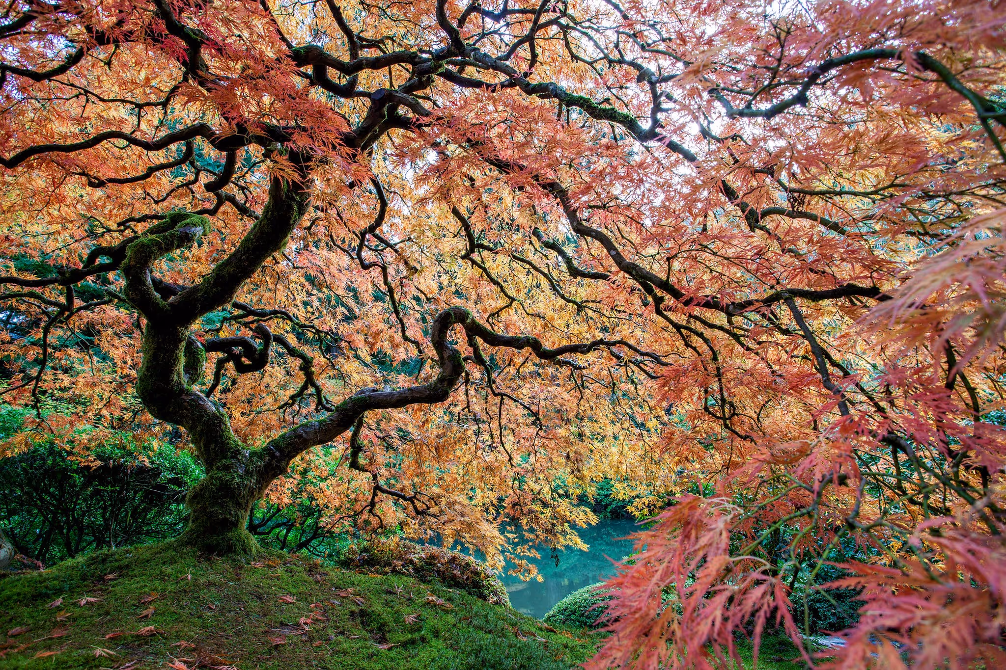Japanese Maples - Daniel Berman Photograhy