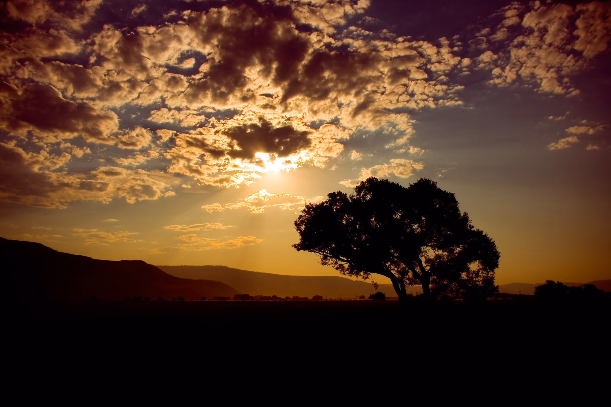 Tree Silhouette - Daniel Berman Photograhy