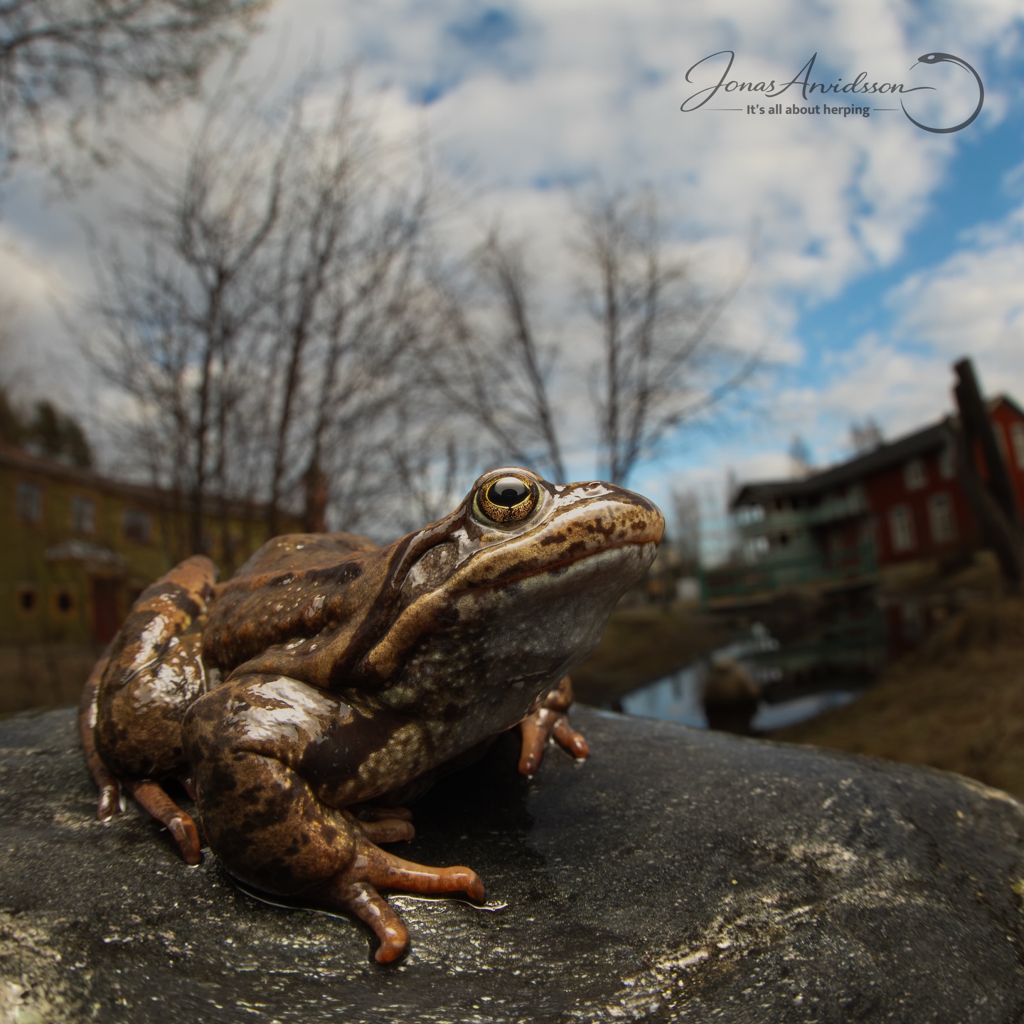 Vi fick några bilder från en granne till skolan, som hade passerat skolans damm i helgen. Grodleken har visst börjat ta fart. 🐸
📸 Jonas Arvidsson, Norrlands Herpetologiska Förening