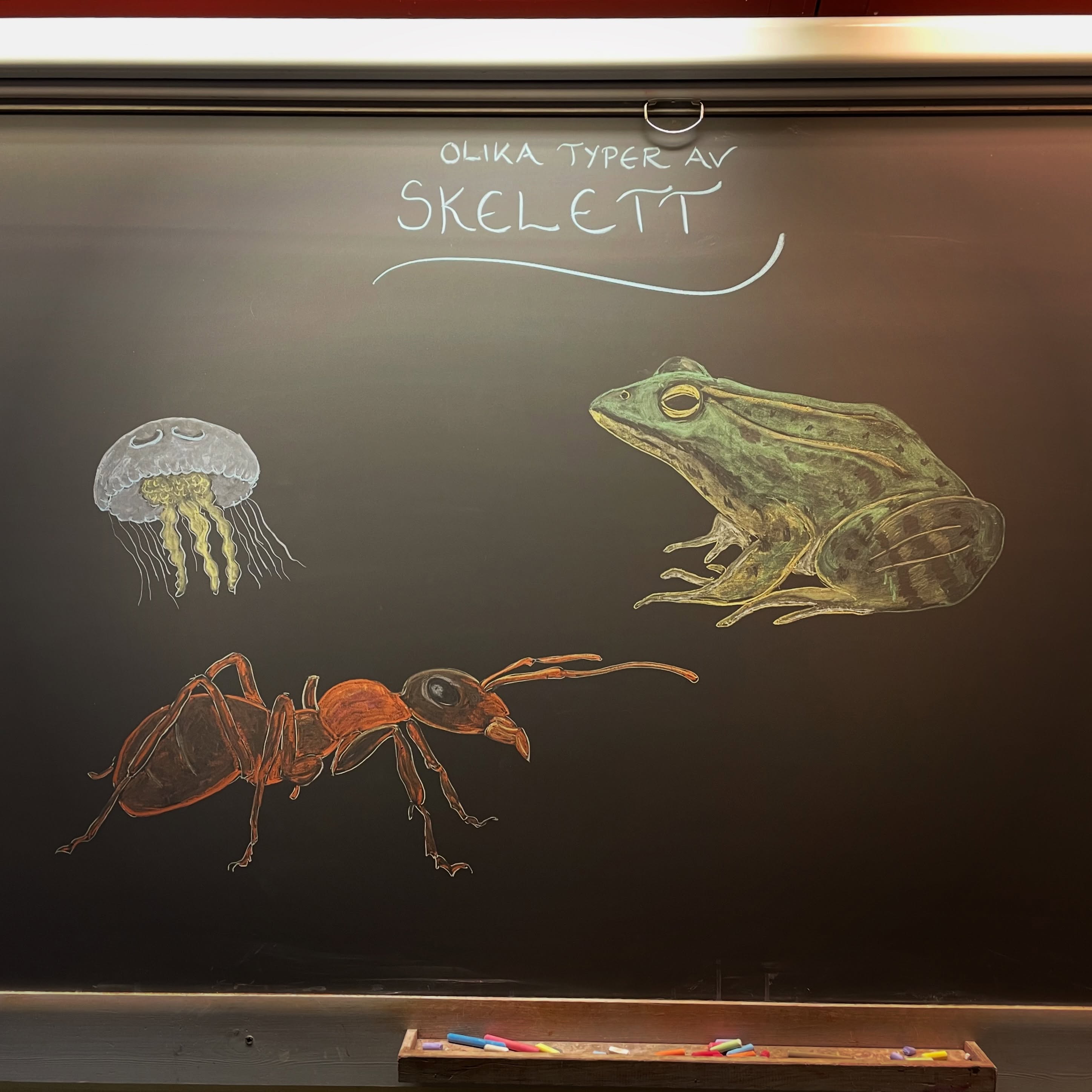 Klass 8 går in i sin sista biologiperiod idag, de ska arbeta med bland annat skelettet och nervsystemet.
#waldorfblackboard #skelettet #nervsystemet #klass8 #waldorfumeå