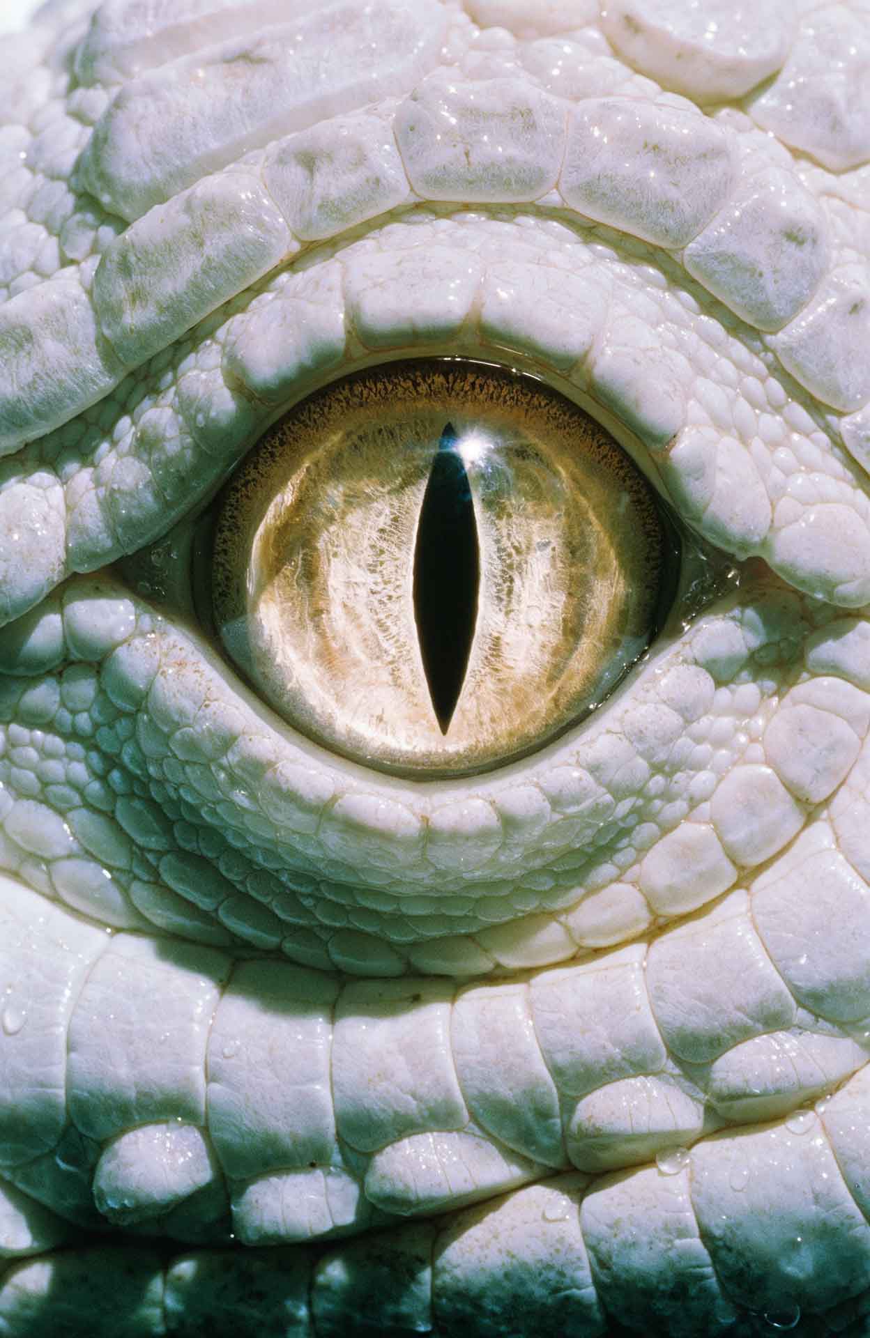 Close-up of the eye of a white crocodile with textured scales surrounding it.