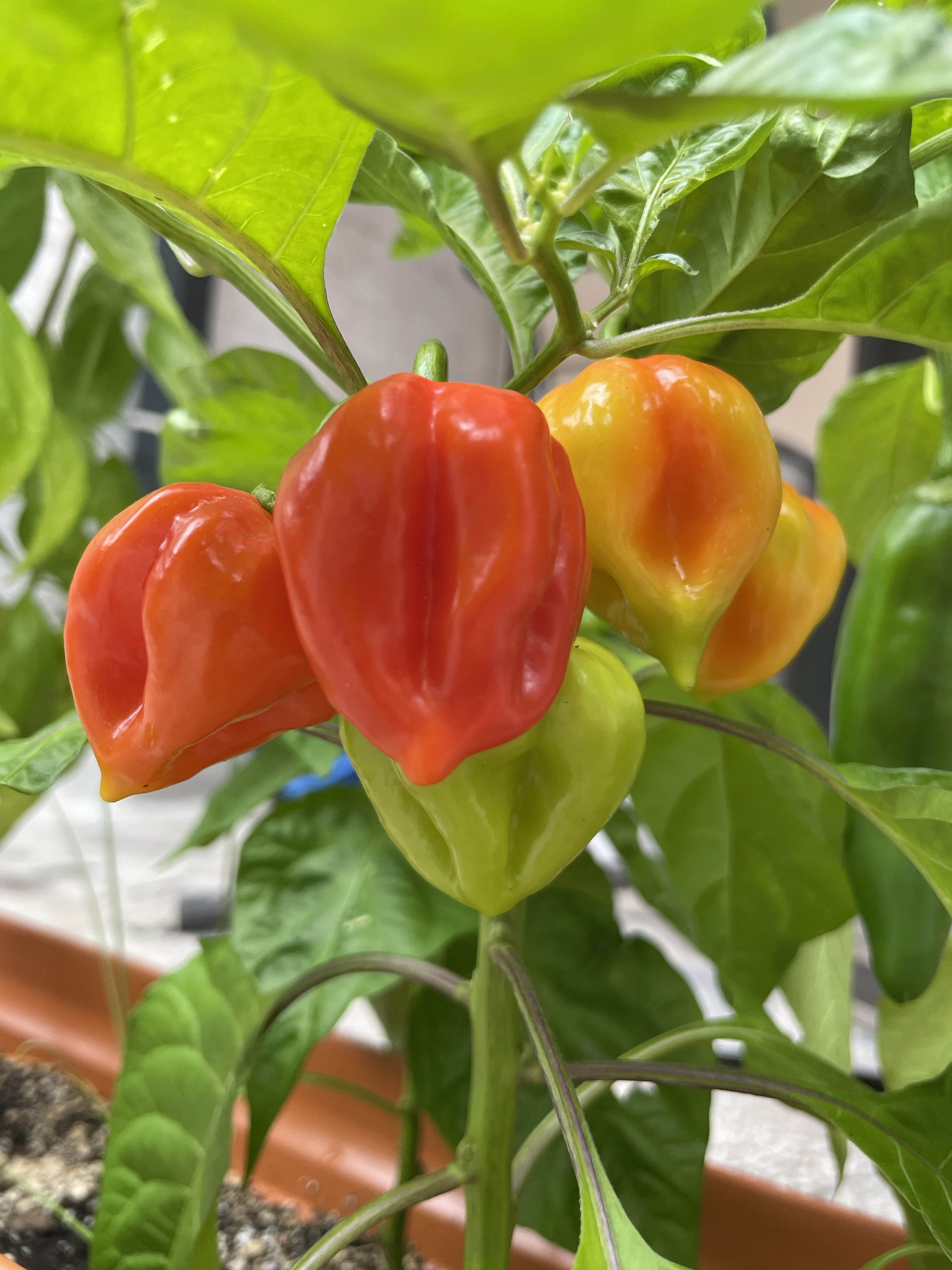peppers