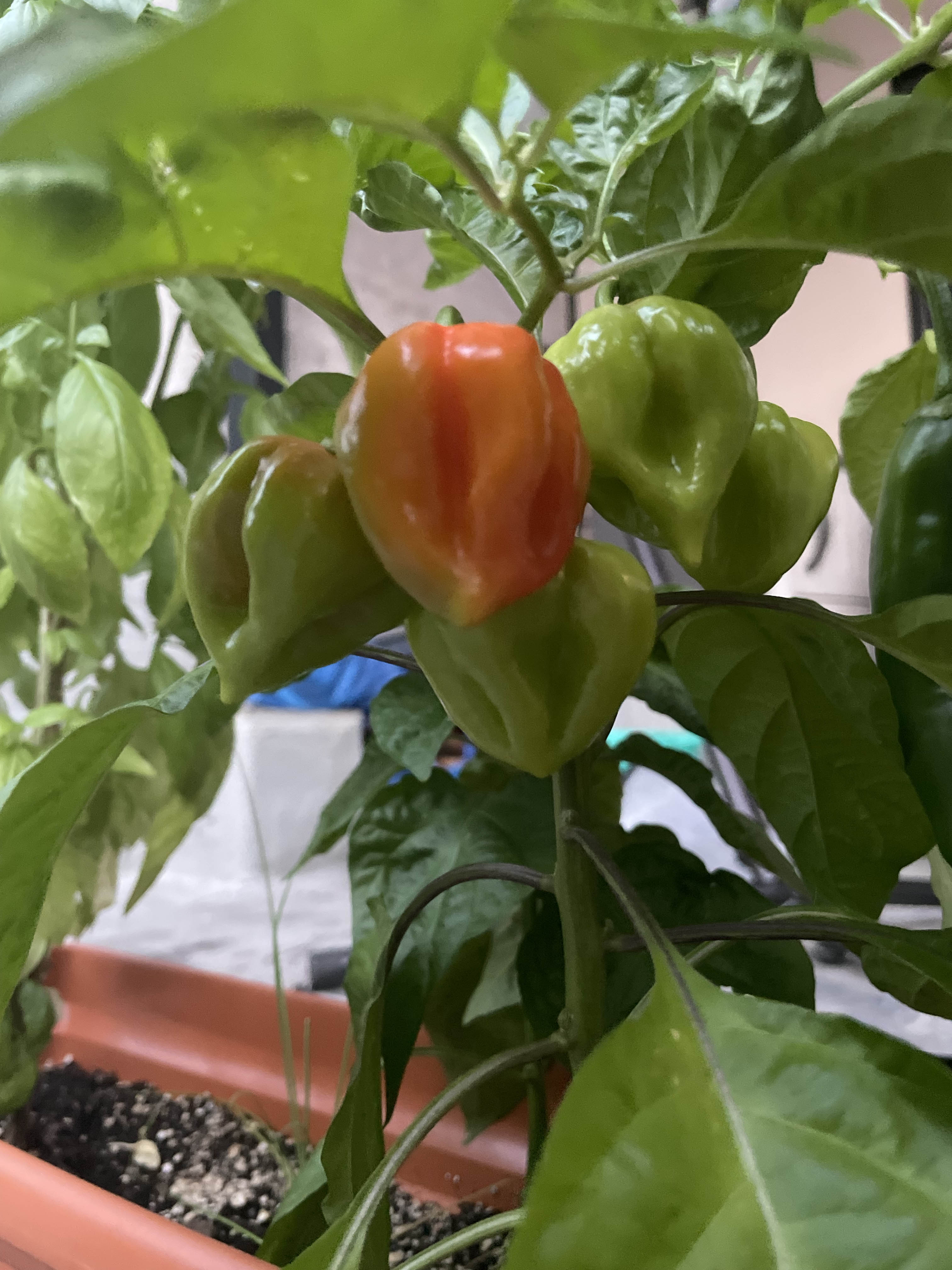 peppers