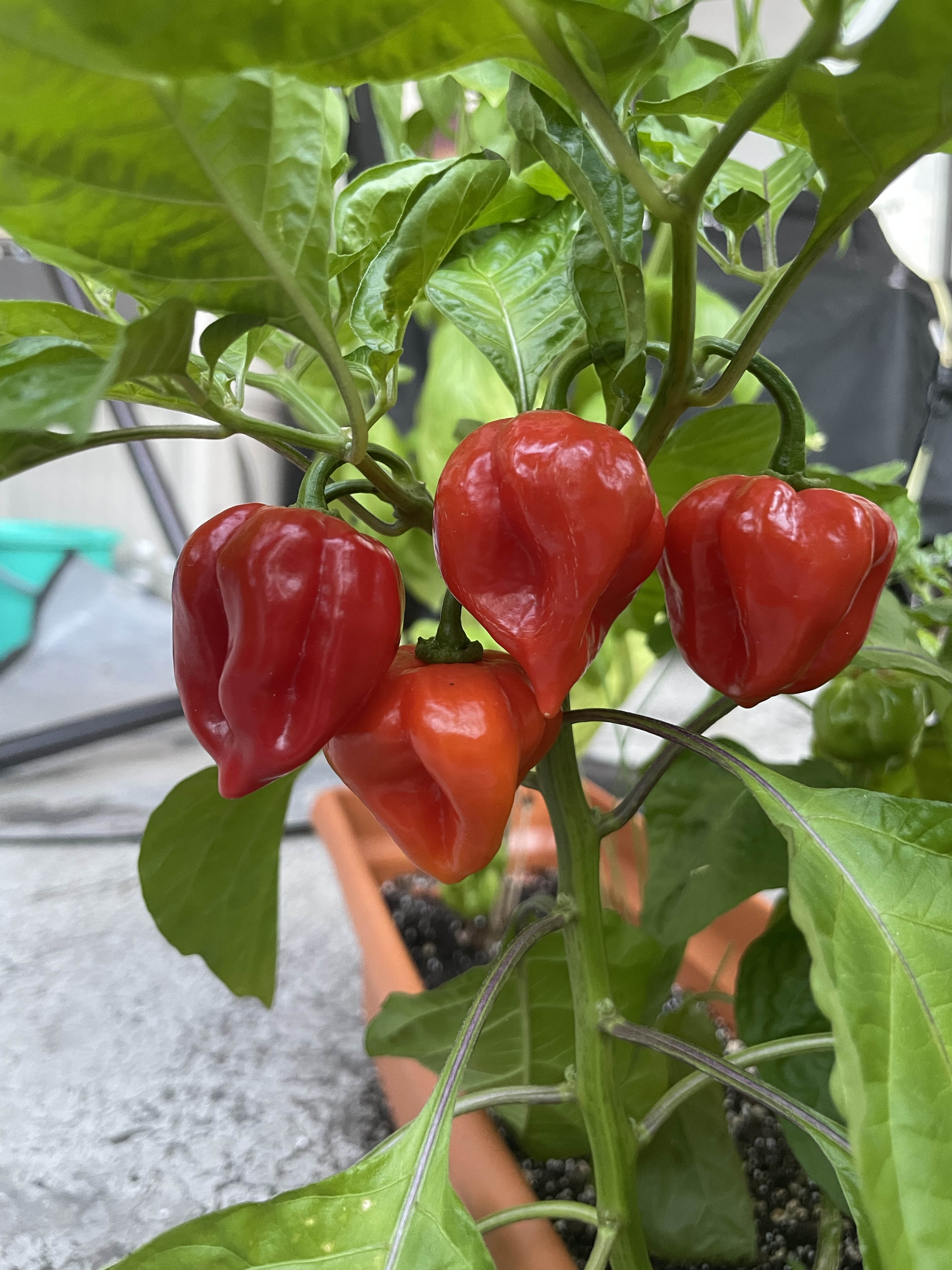peppers