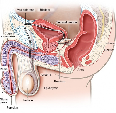 Hình ảnh cấu tạo bộ phận sinh dục nam