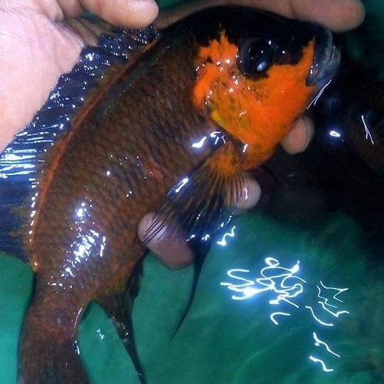 Wild Caught Cichlids