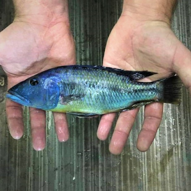 Wild Caught Cichlids