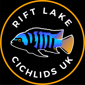 Rift Lake Cichlids